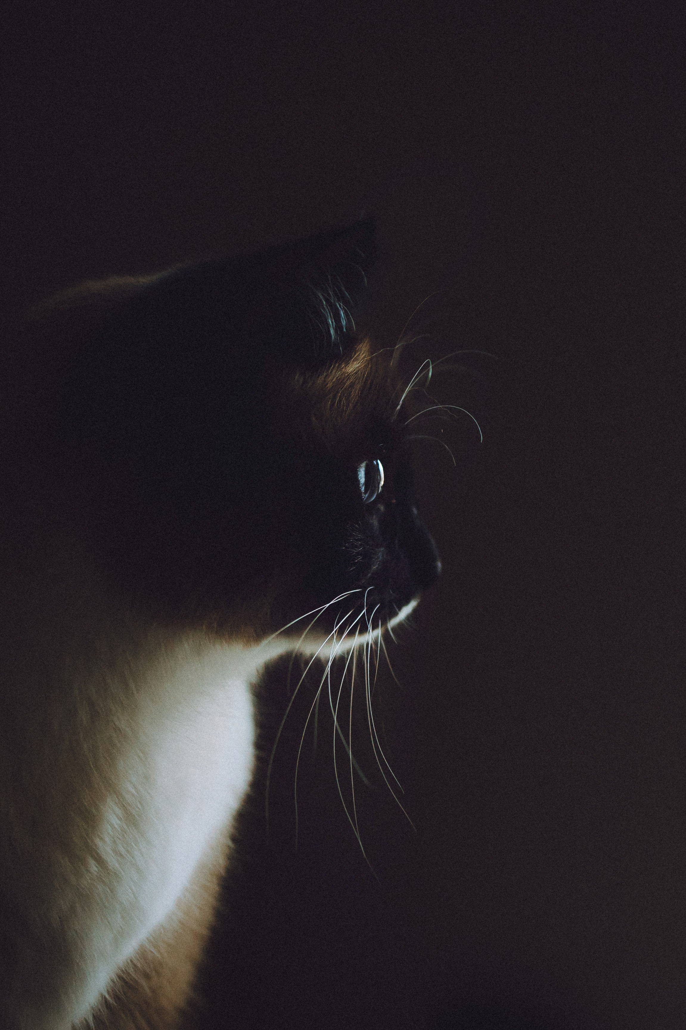 Наташа, Маруся и Зефир