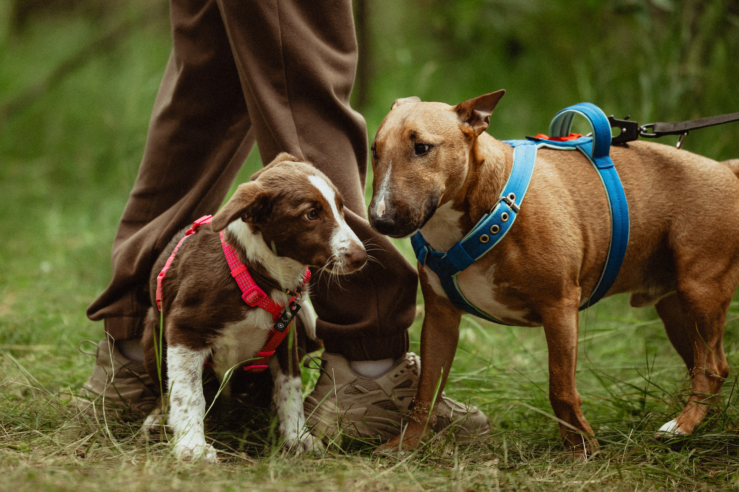 Выездной дог-тренинг от школы «Шерсть имею»