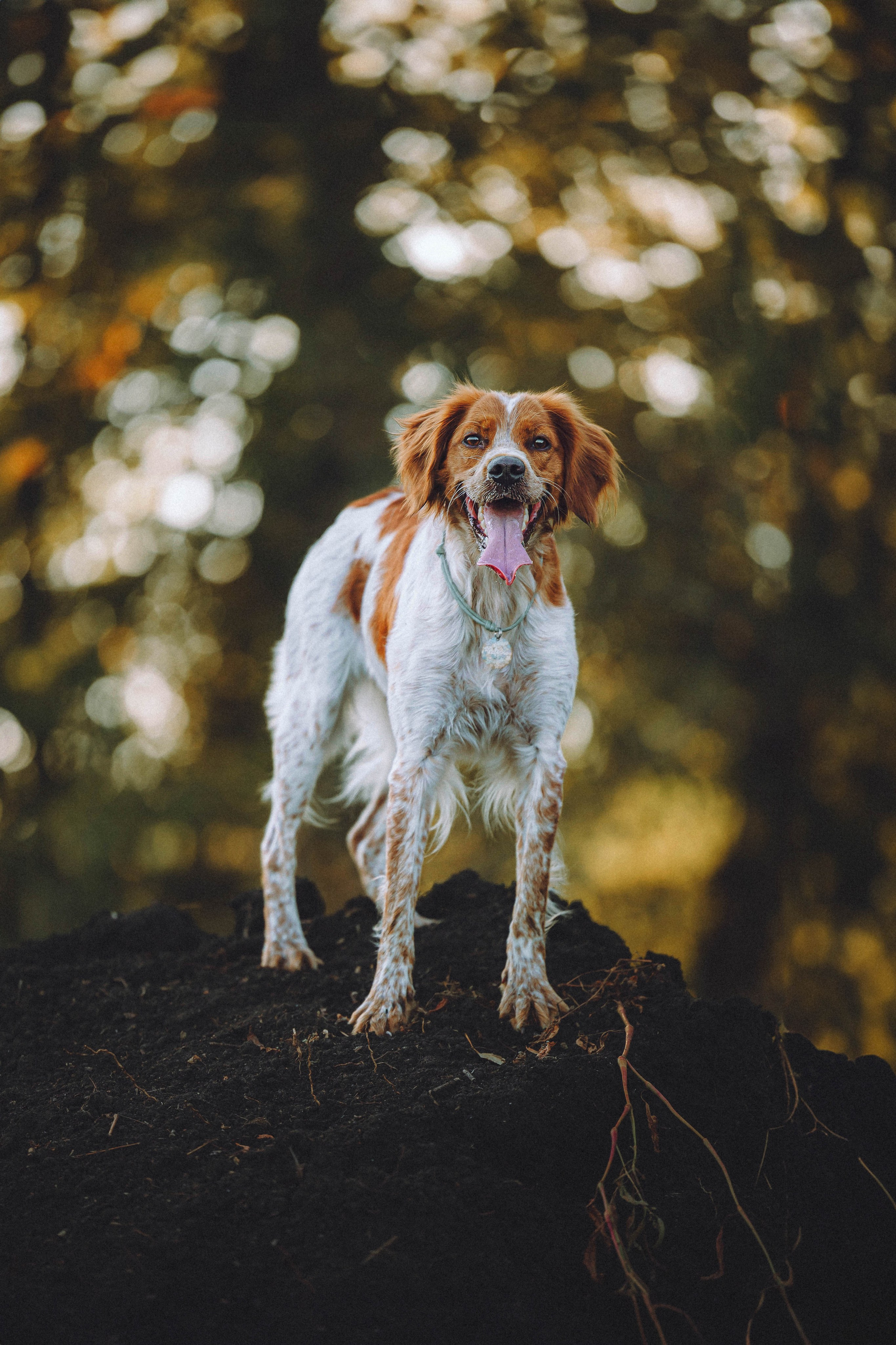 Камри и Пафи