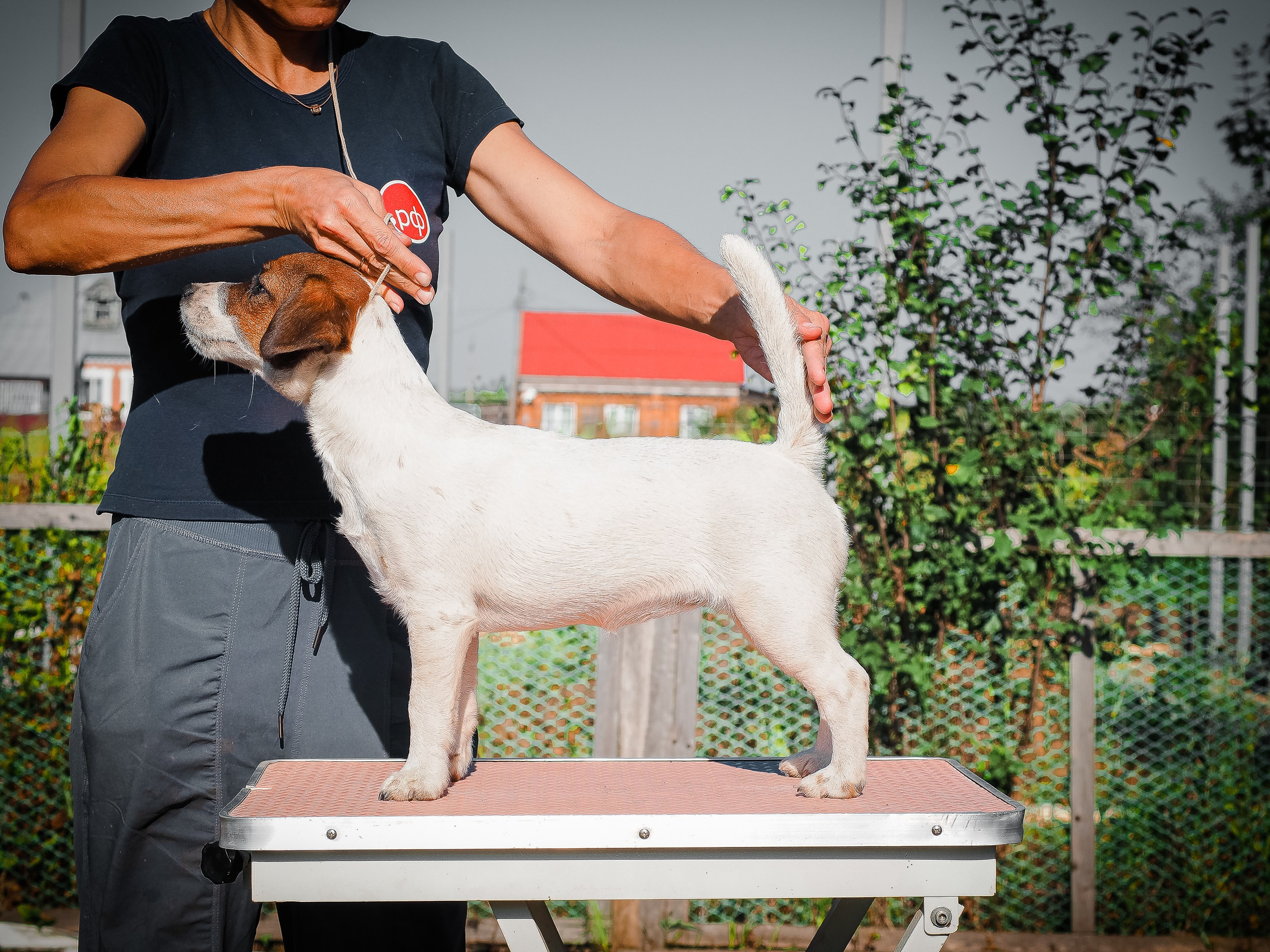 Щенок Джек-рассел-терьер. КМ ФЕЛИЧИТА. Гладкий тип шерсти. Девочка №2. КАНЕ МАЭСТРО — питомник Джек рассел терьеров