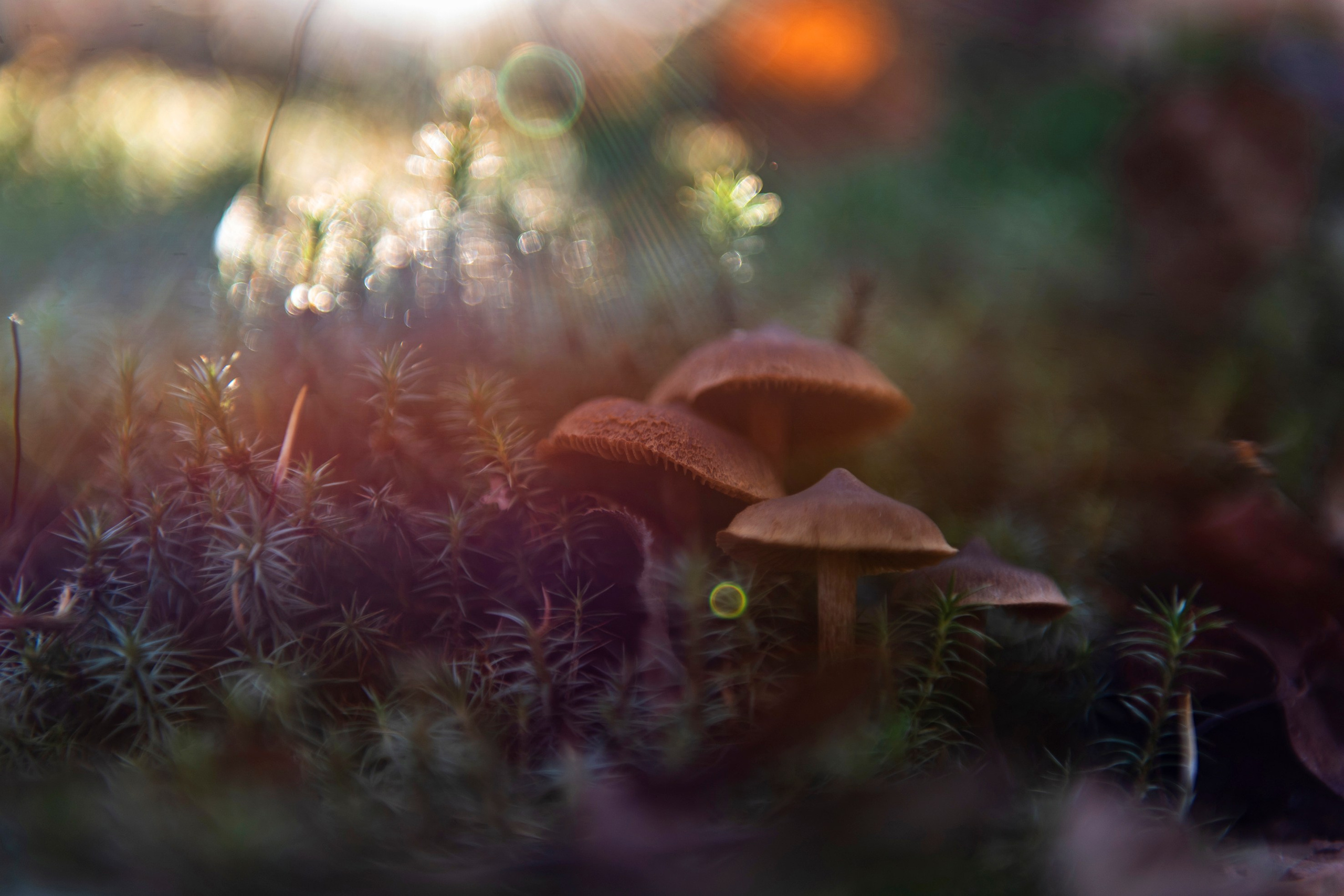 Природа. Команда фотографов Кристины Ивановой