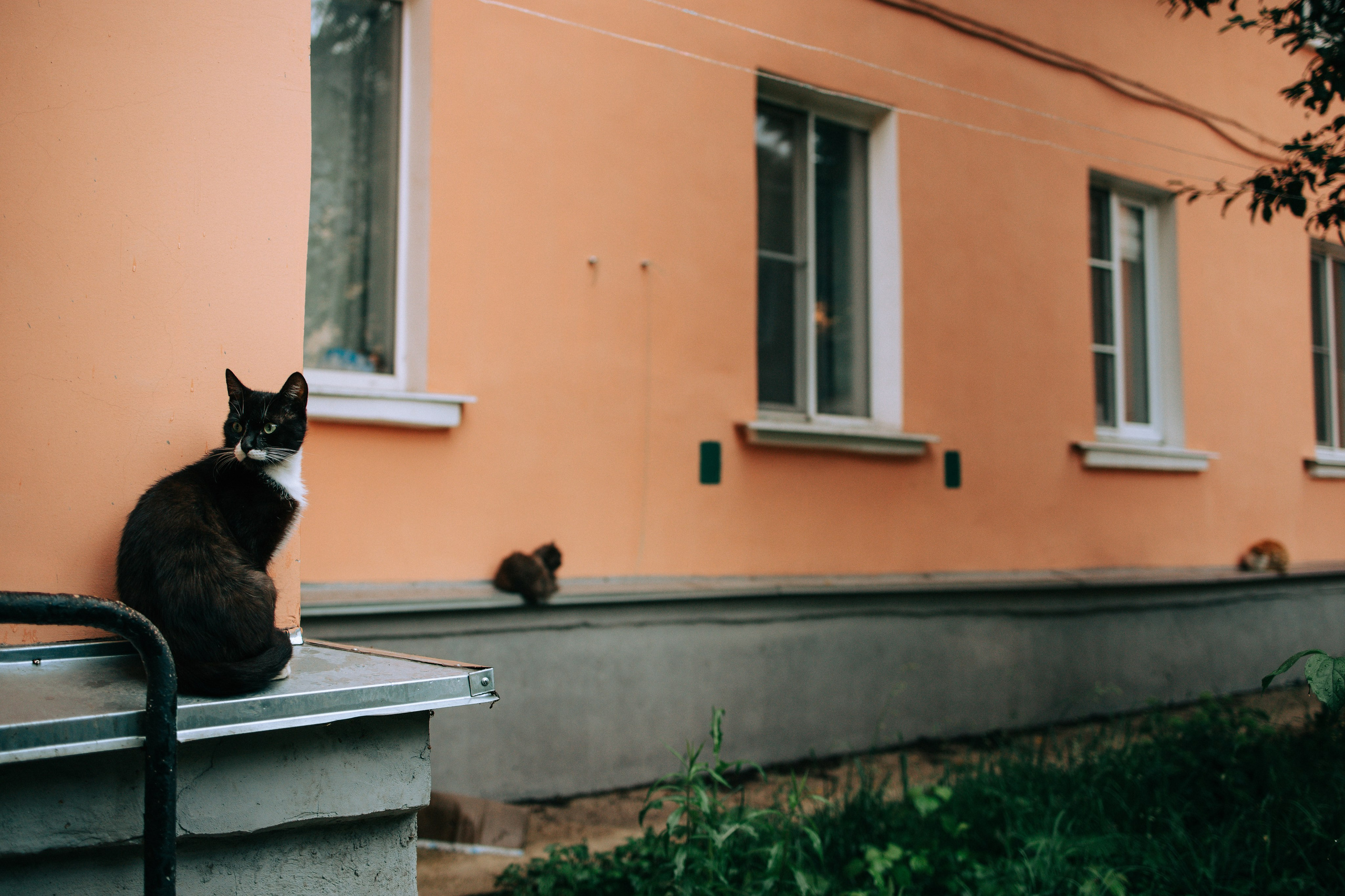 Дождливое лето. Свадебный и семейный фотограф в Туле и области Маша Костина