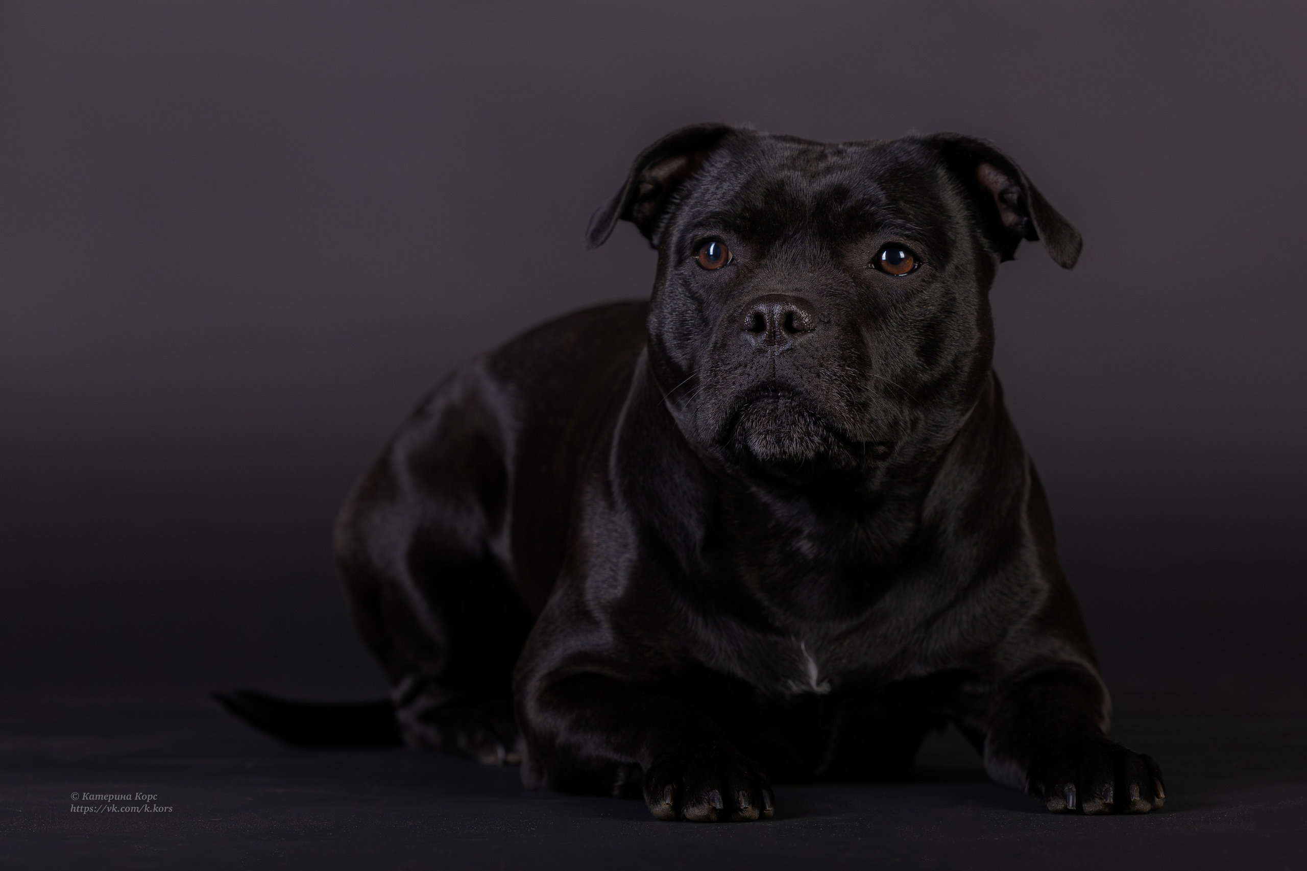 Студия. Главная