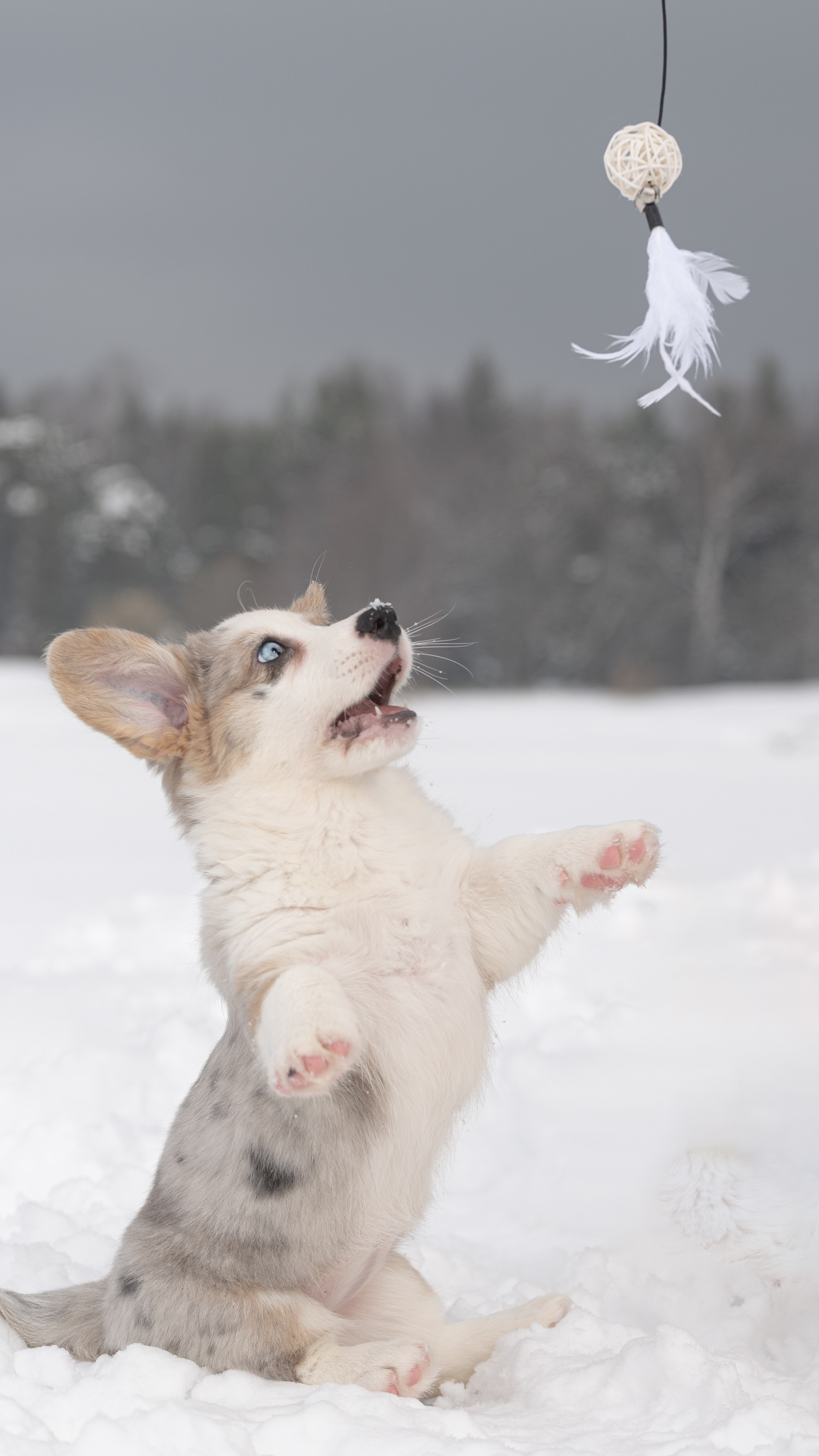 Вы и ваши питомцы. Фотограф в Санкт-Петербурге Александра Ладыгина