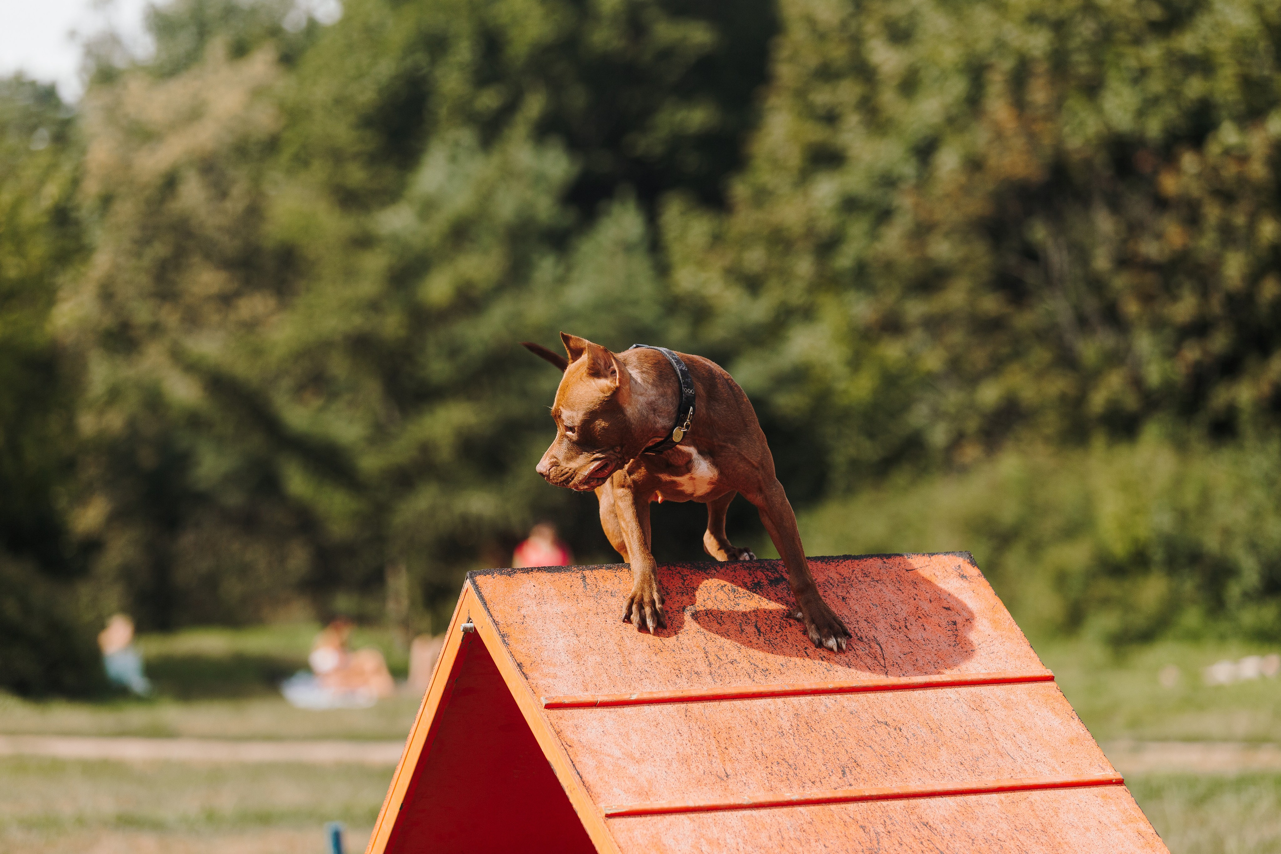 Petshop Sup day. Фотограф анималист Кристина Карпова, Москва