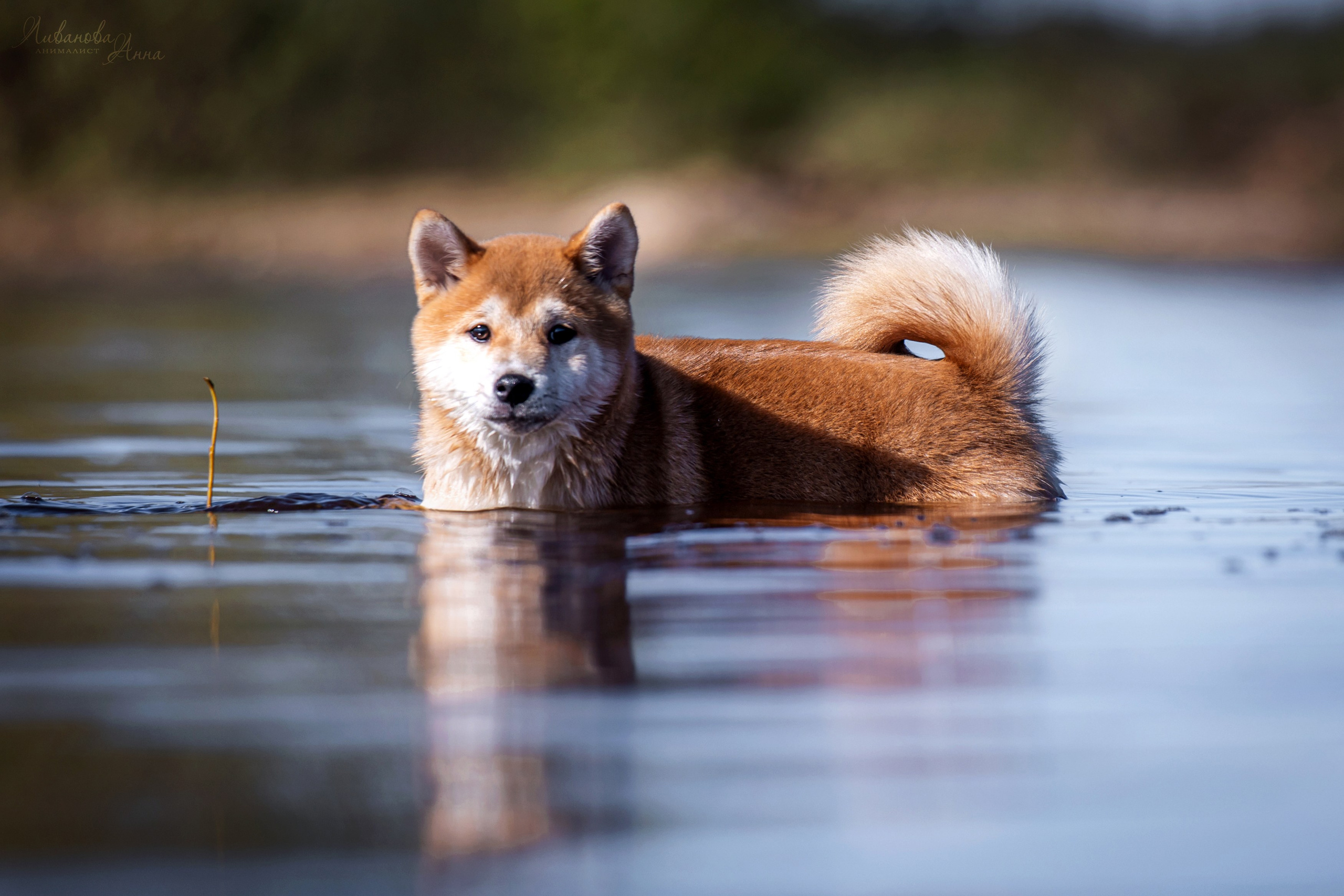 Сиба. Фотограф анималист Аня Ливанова | Рыбинск