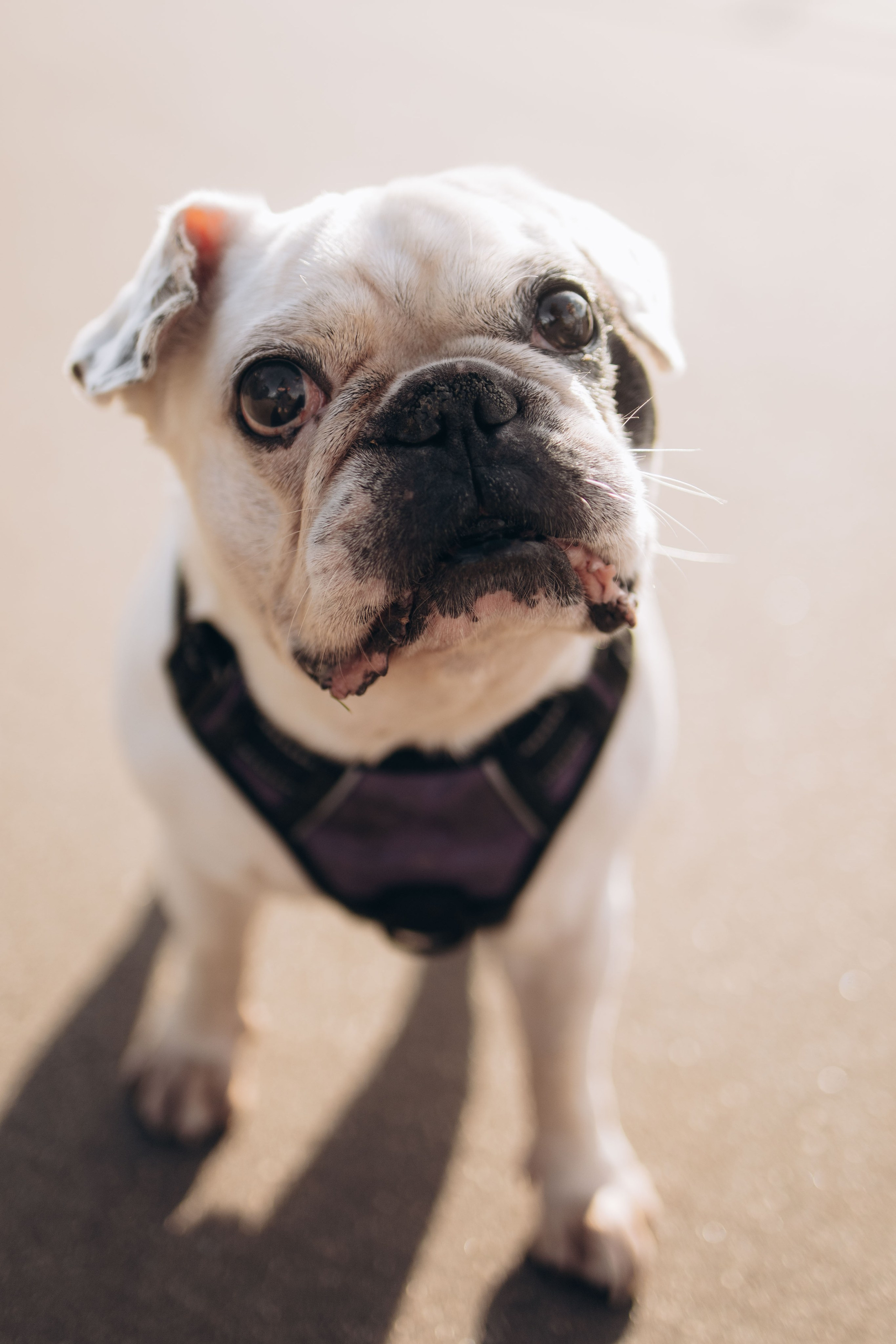 Оля и бульдоги