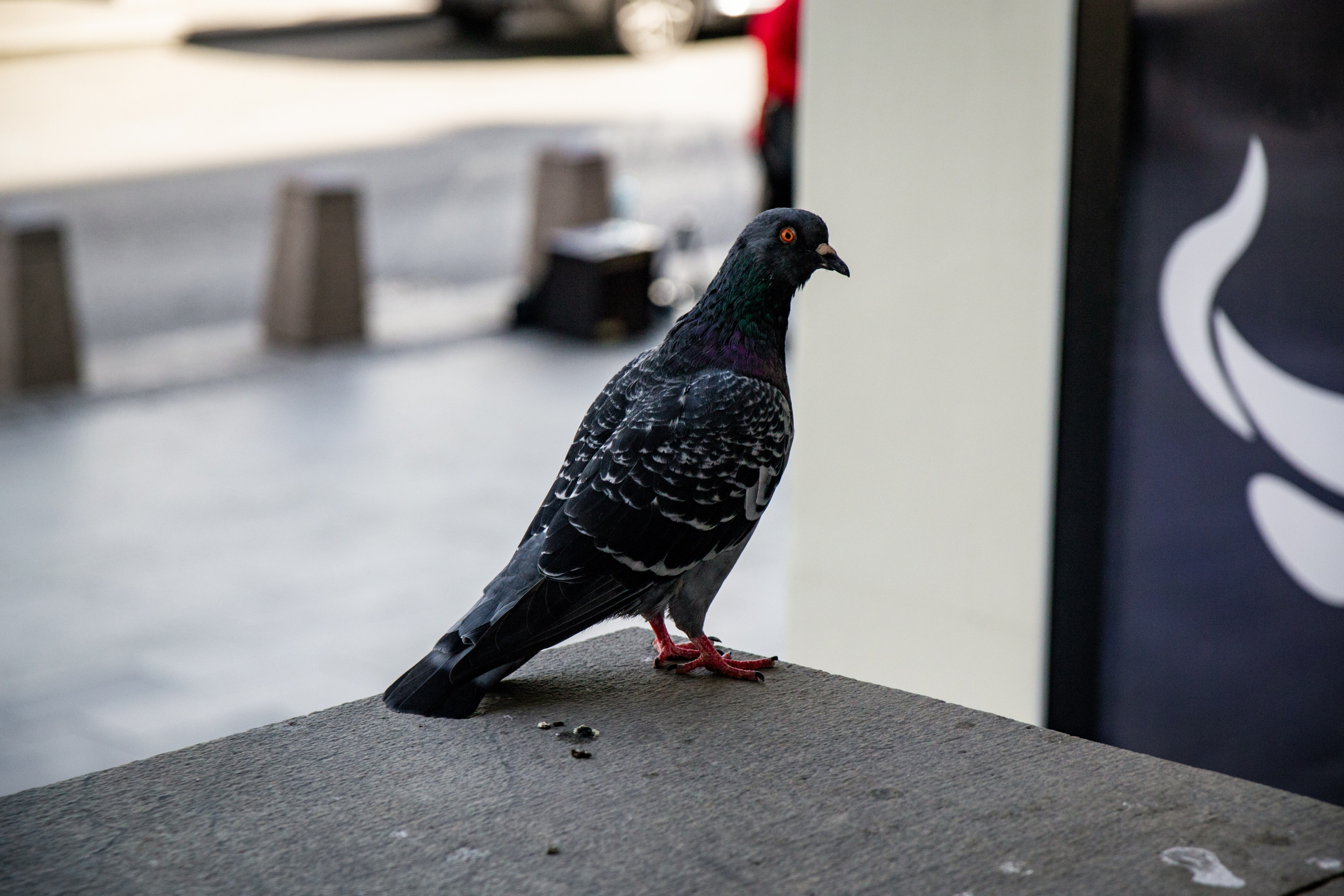МЕРОПРИЯТИЯ. Фотограф в Москве — Олег Штыканов