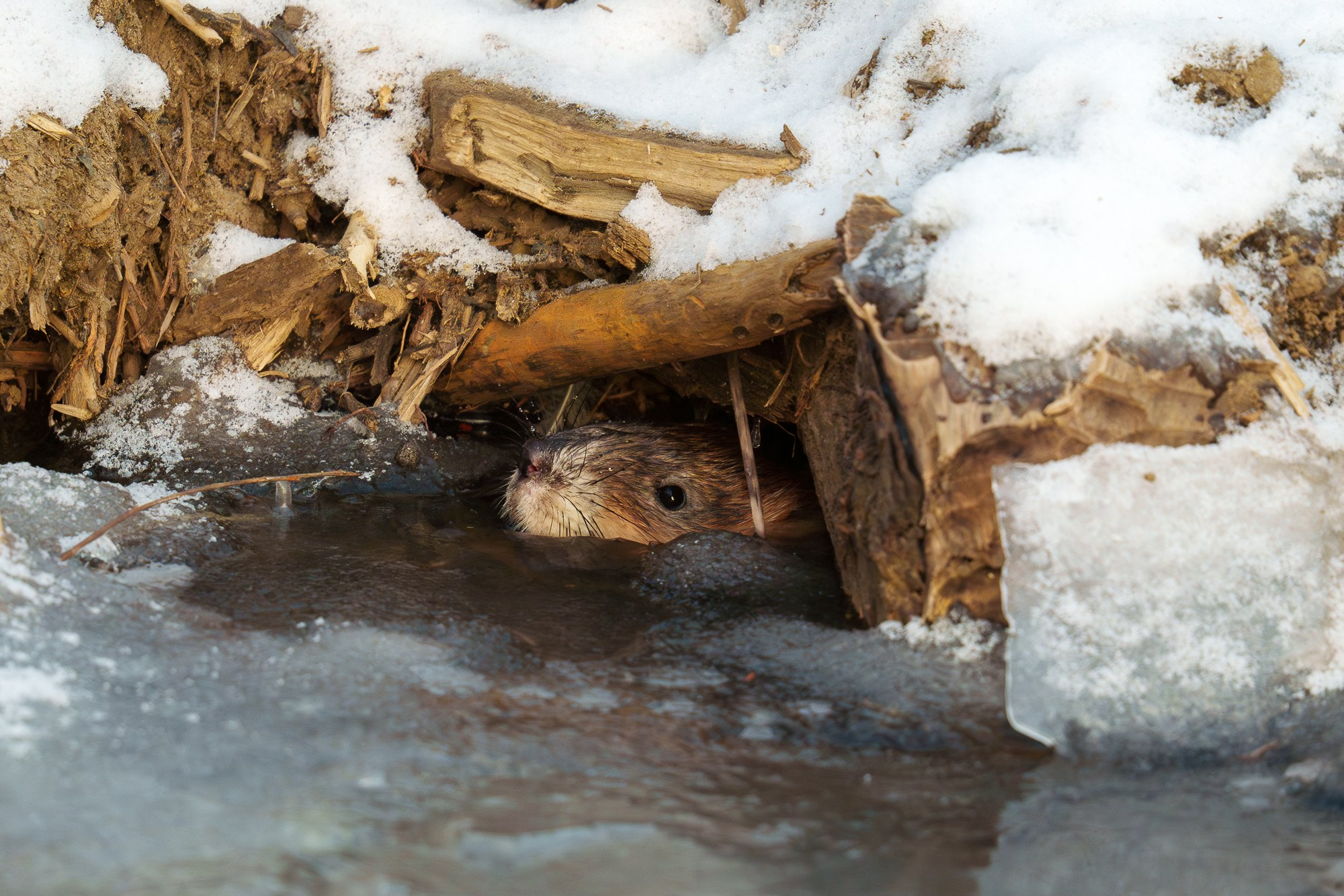Животные. Ваш личный фотограф Марина Волкова