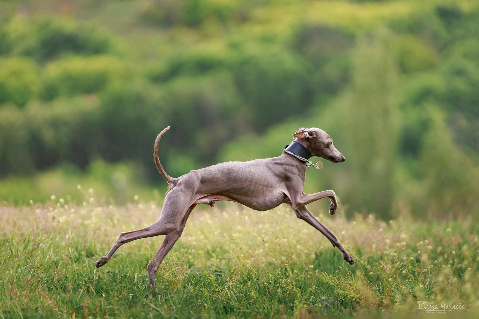 левретка, анималист в Саратове