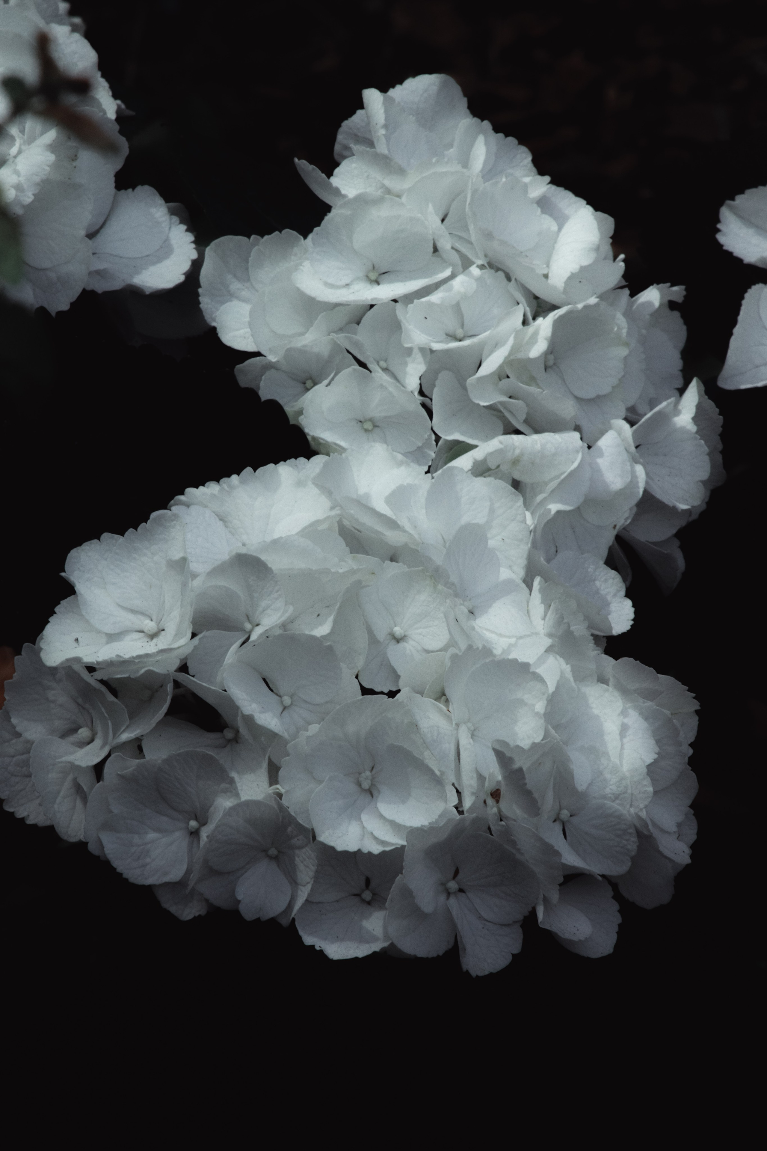 Р А С Т Е Н И Я. — Digital Noise —