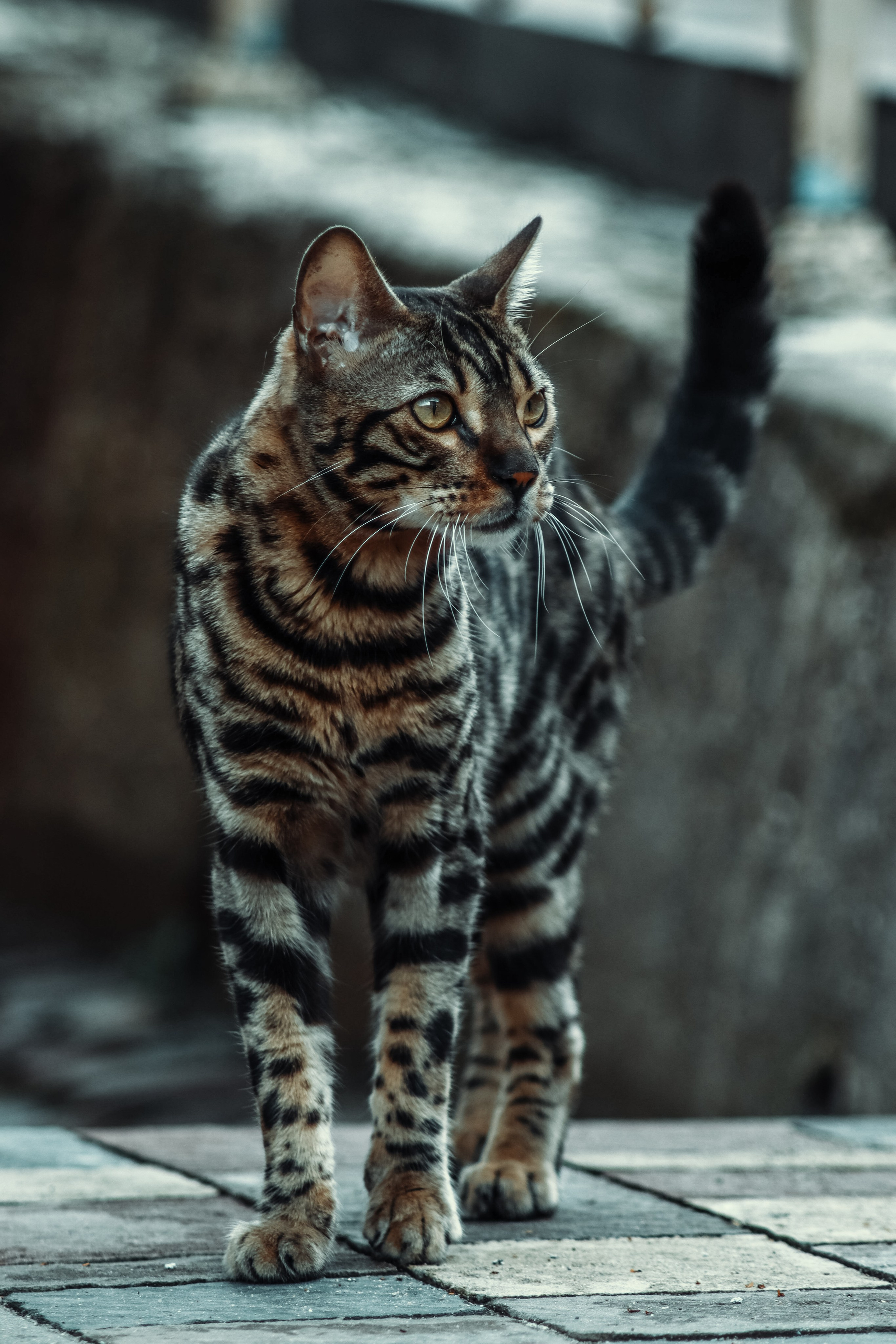 Р А З Н Ы Е — К О Т Ы. — Digital Noise —