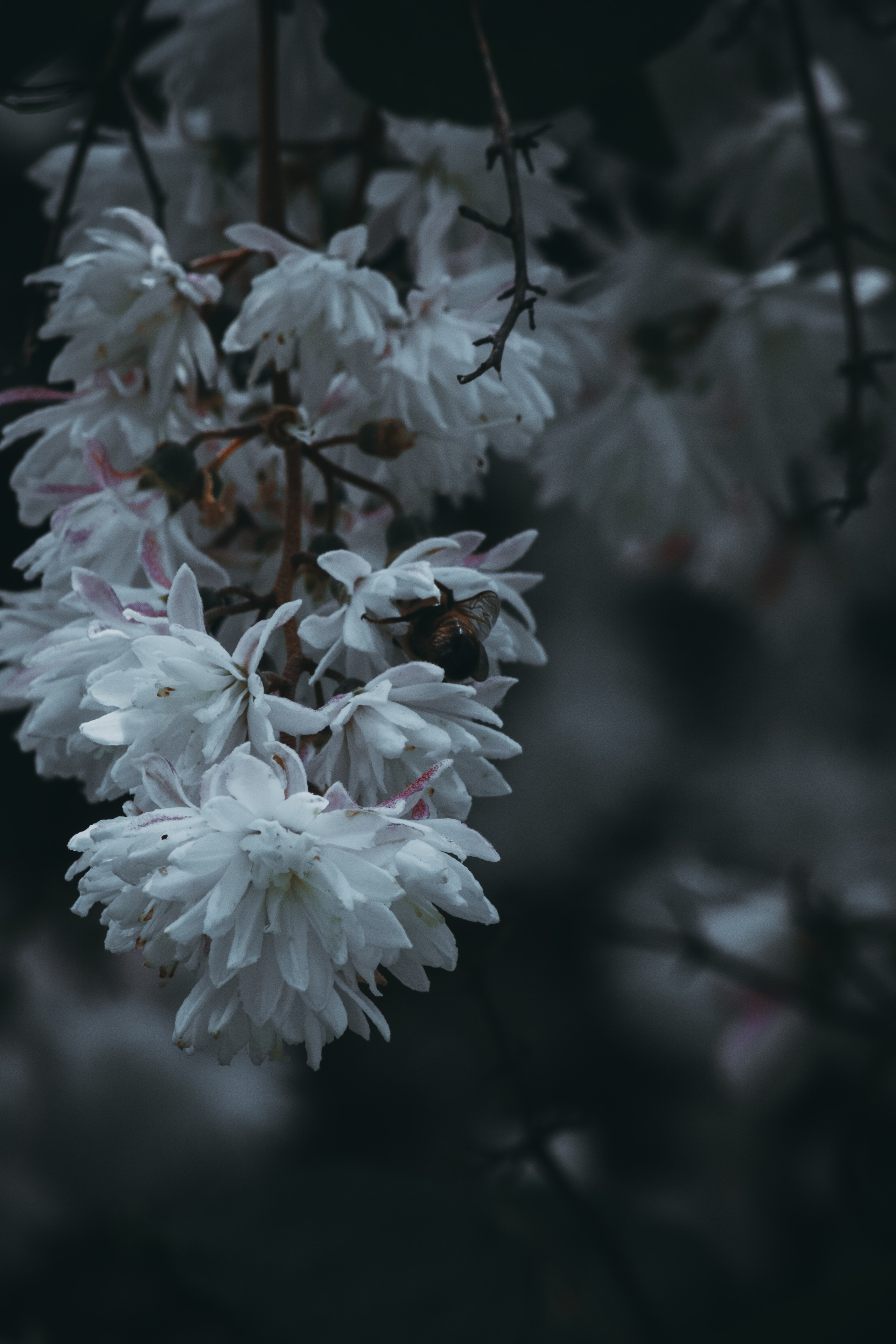 Р А С Т Е Н И Я. — Digital Noise —