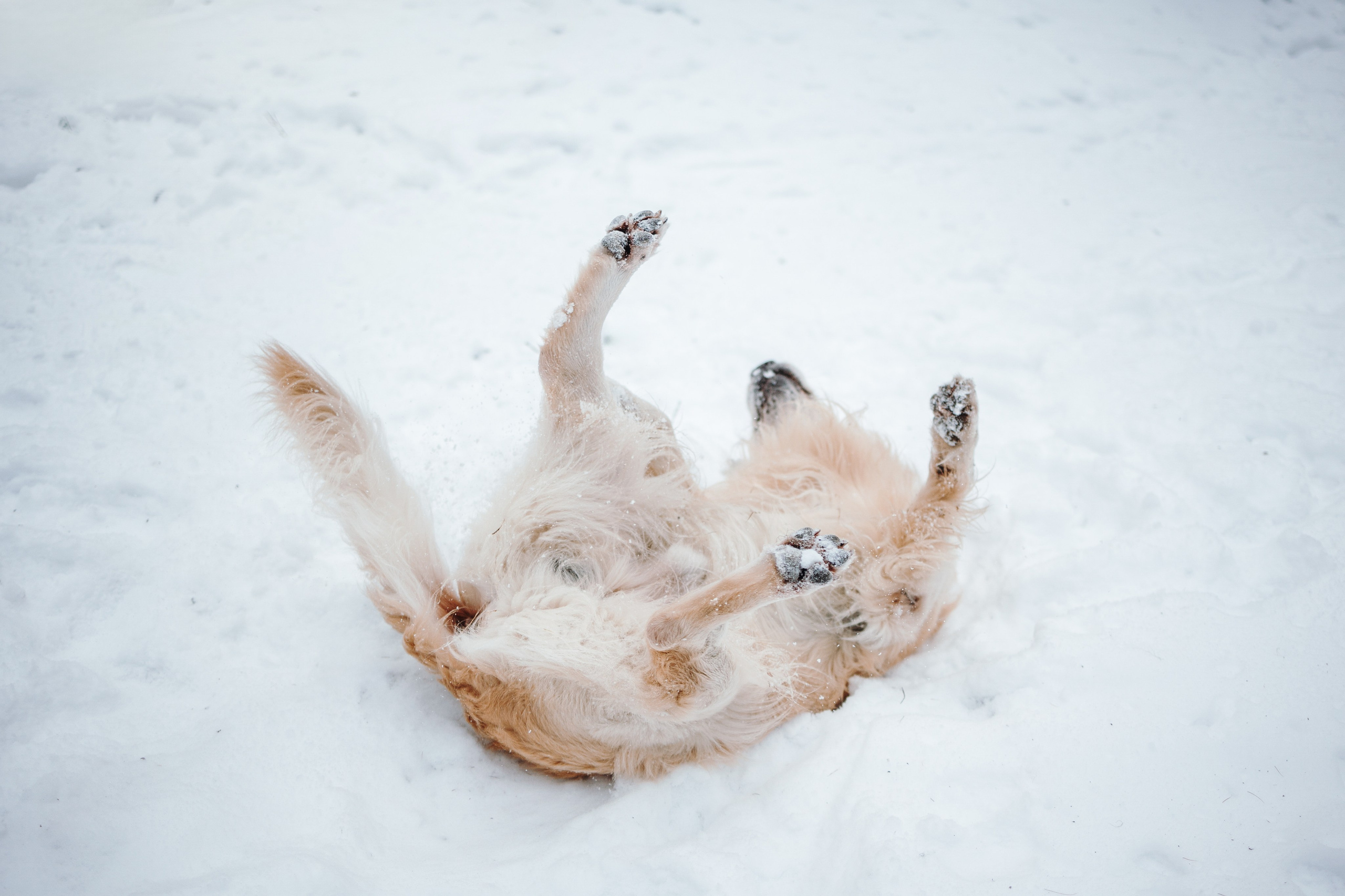 Вика и Лёва. Фотограф — Анималист | Санкт-Петербург