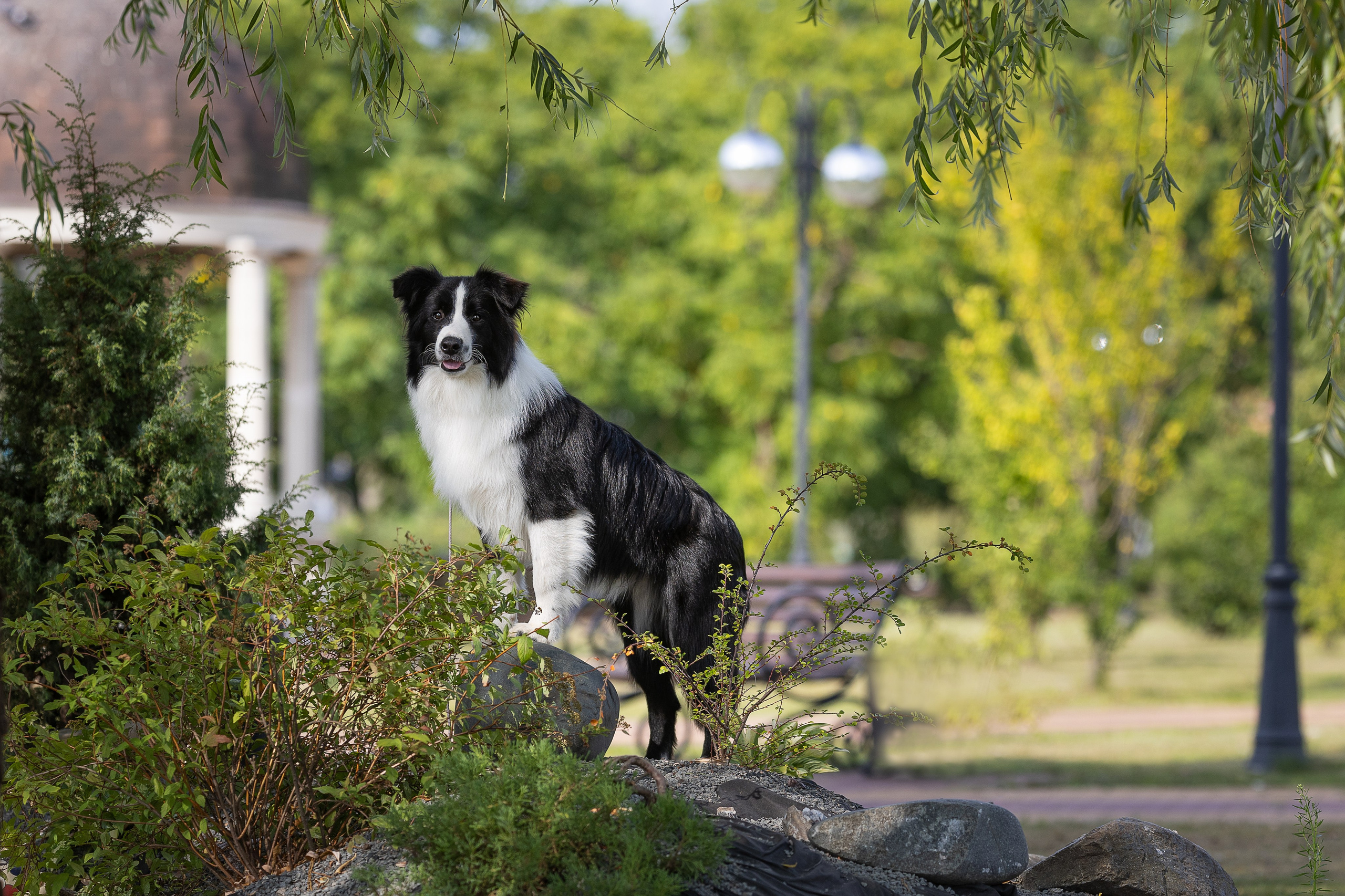 Фотосессия Перса и Дизеля. Купить щенка Вельш-корги-кардиган в семейном питомнике — Ice Fantasy