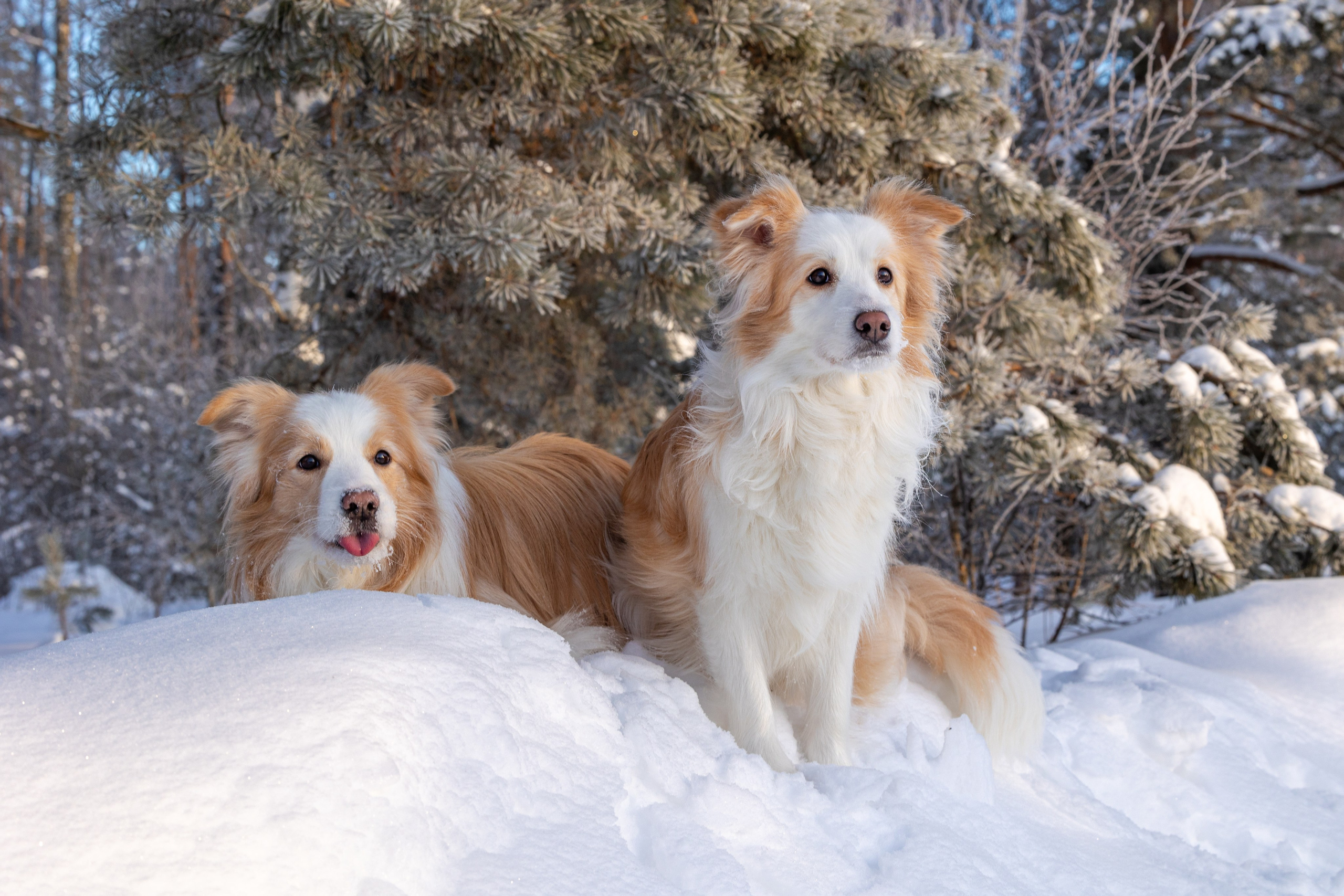 Бордер колли Прайм, Вэй и Лёля. Фотограф-анималист Natalia Deingel | Фотосъемка собак в Москве