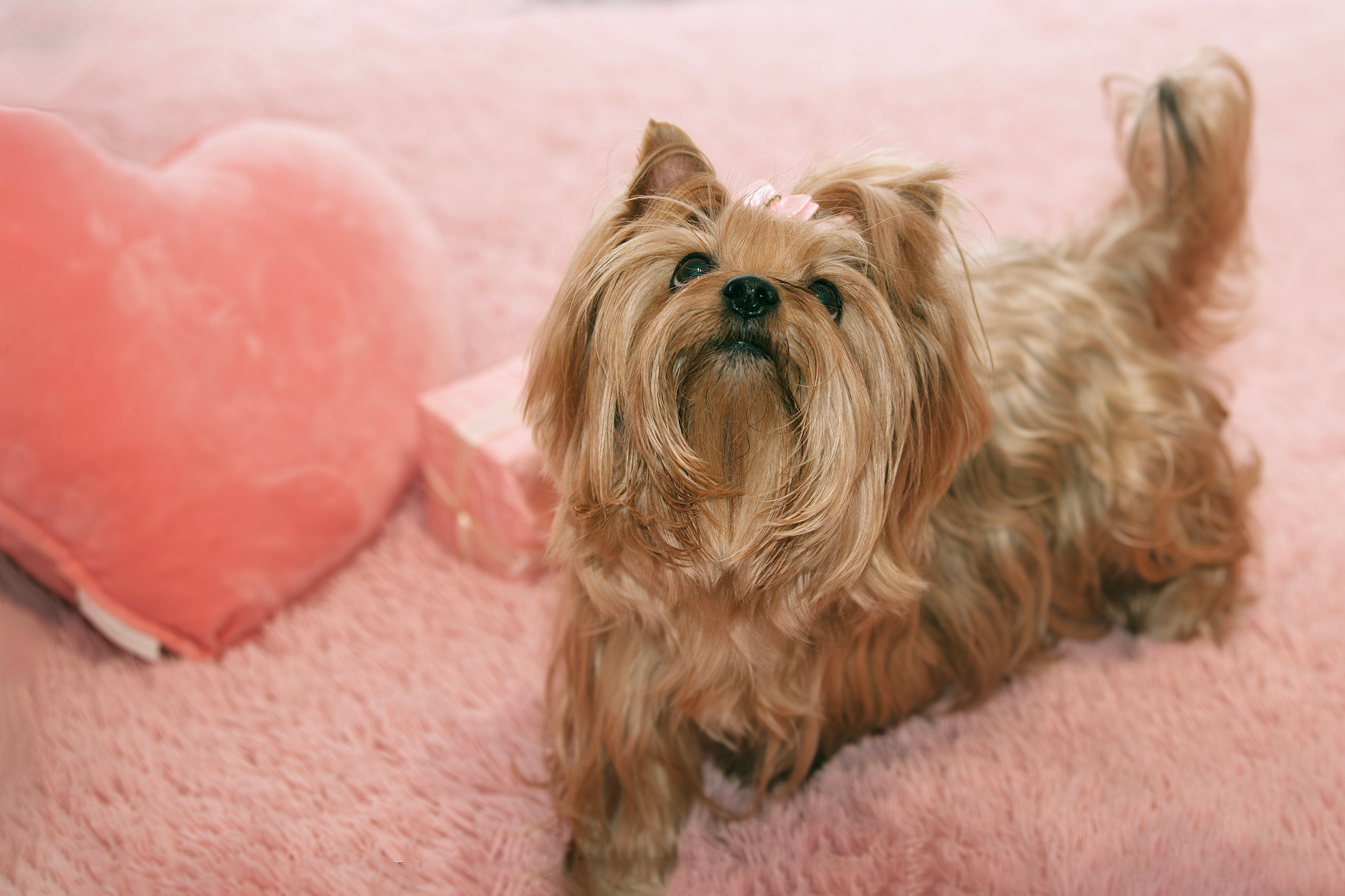 Свадебный и семейный фотограф в Москве Елена Новикова