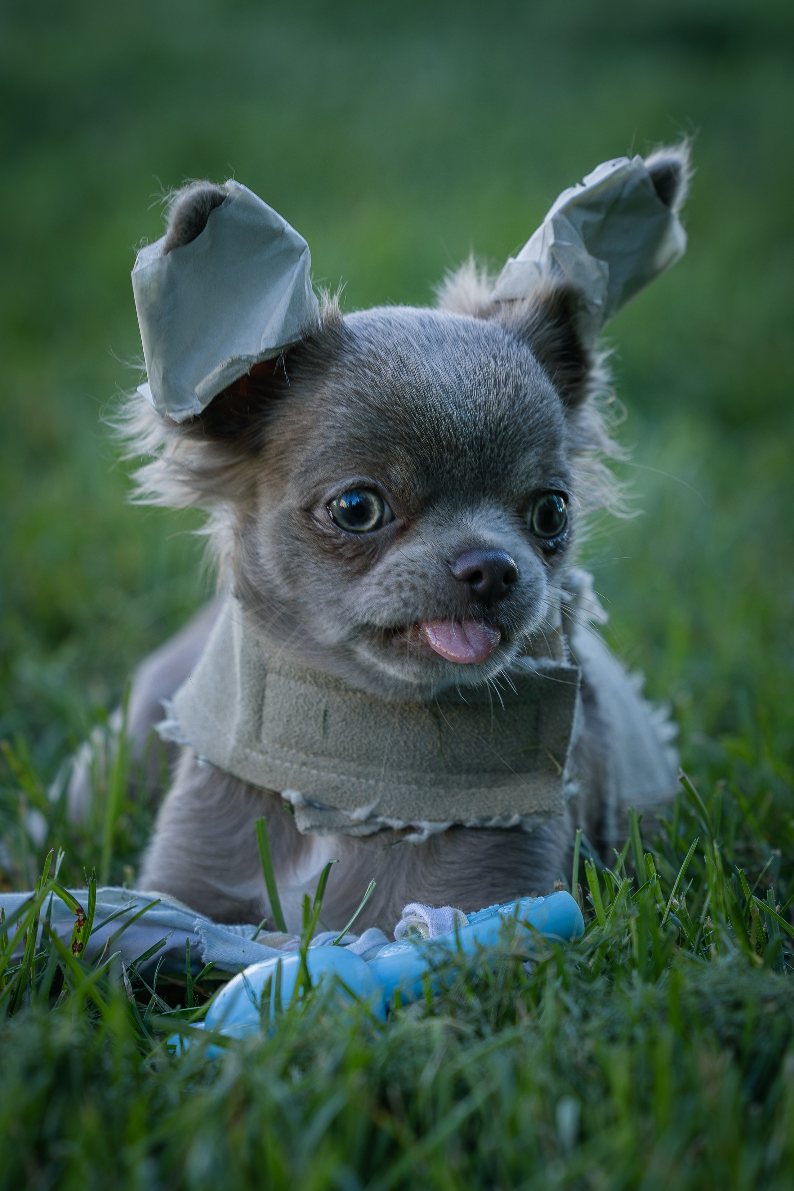 Норман. Виктория Михайловская. Фотограф-анималист. Москва