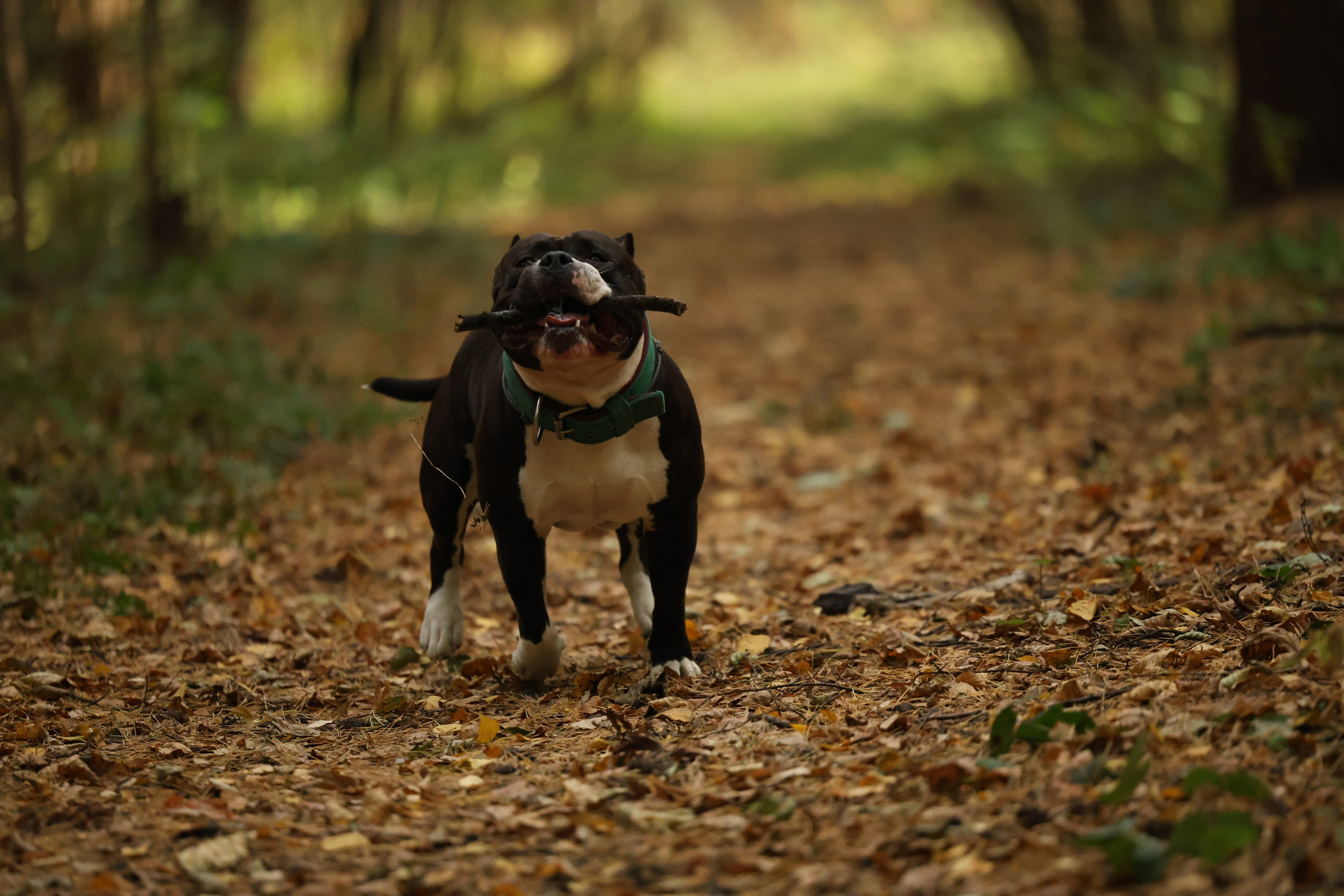 Бумер. Виктория Михайловская. Фотограф-анималист. Москва
