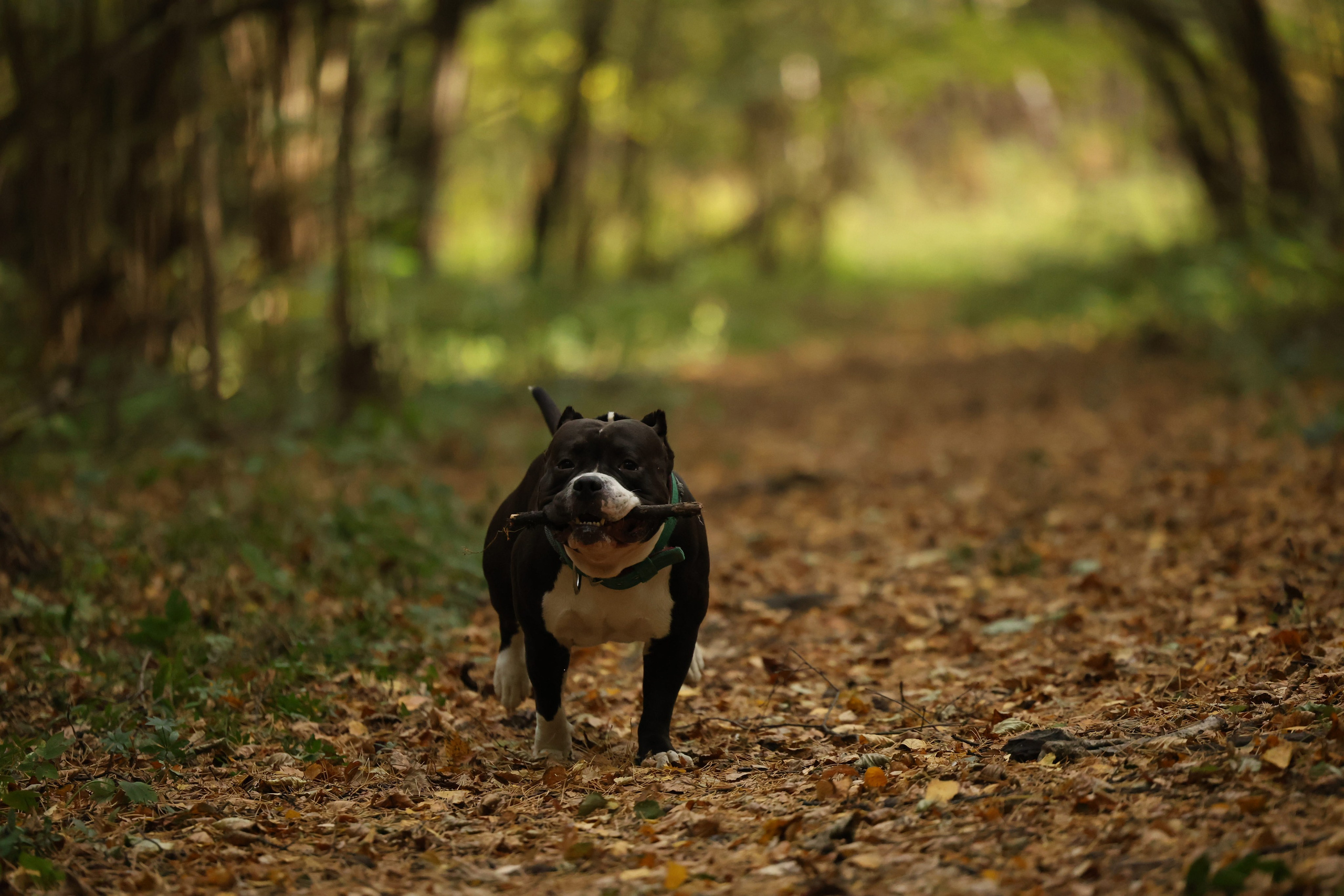 Бумер. Виктория Михайловская. Фотограф-анималист. Москва