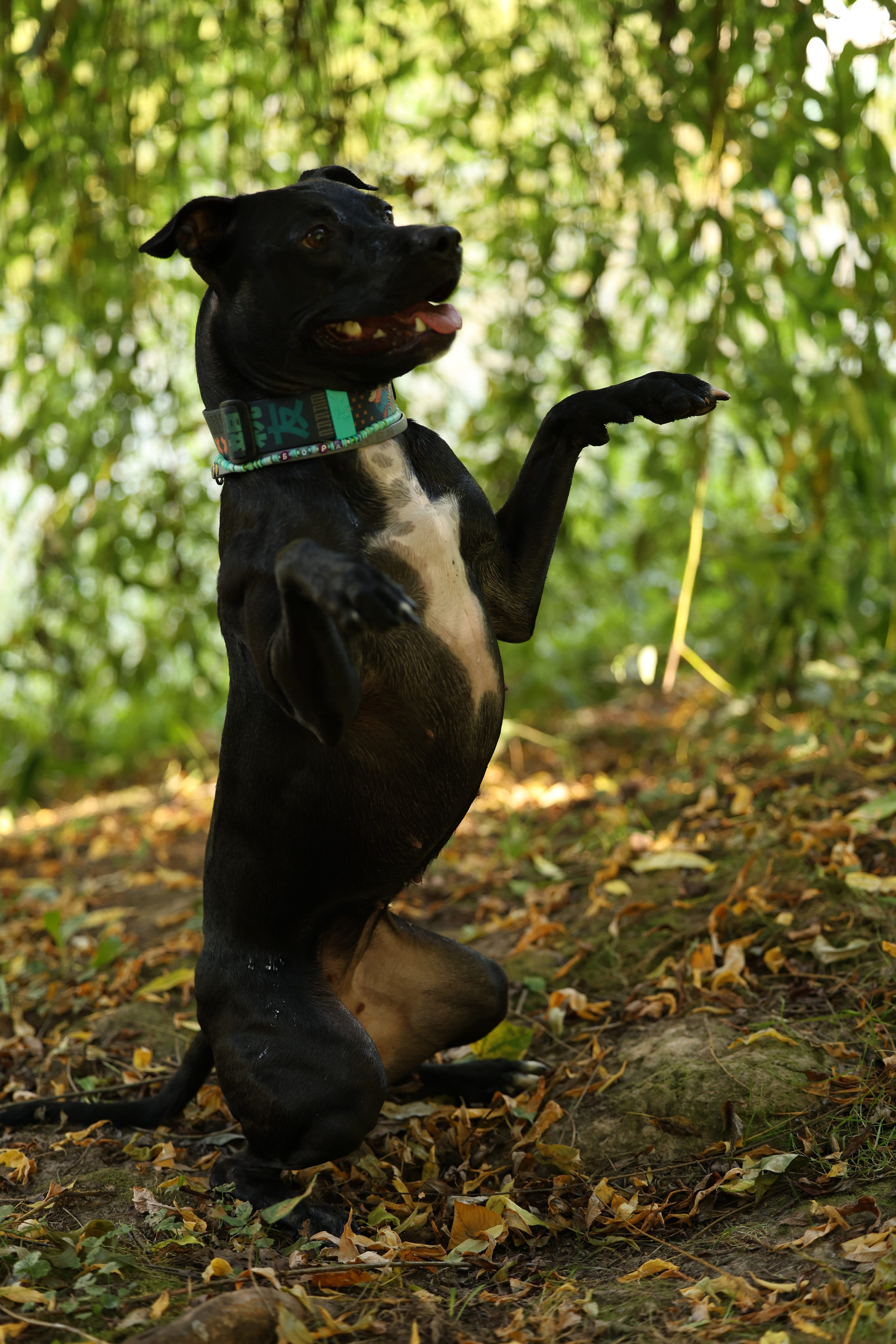 Алена и Бора. Виктория Михайловская. Фотограф-анималист. Москва