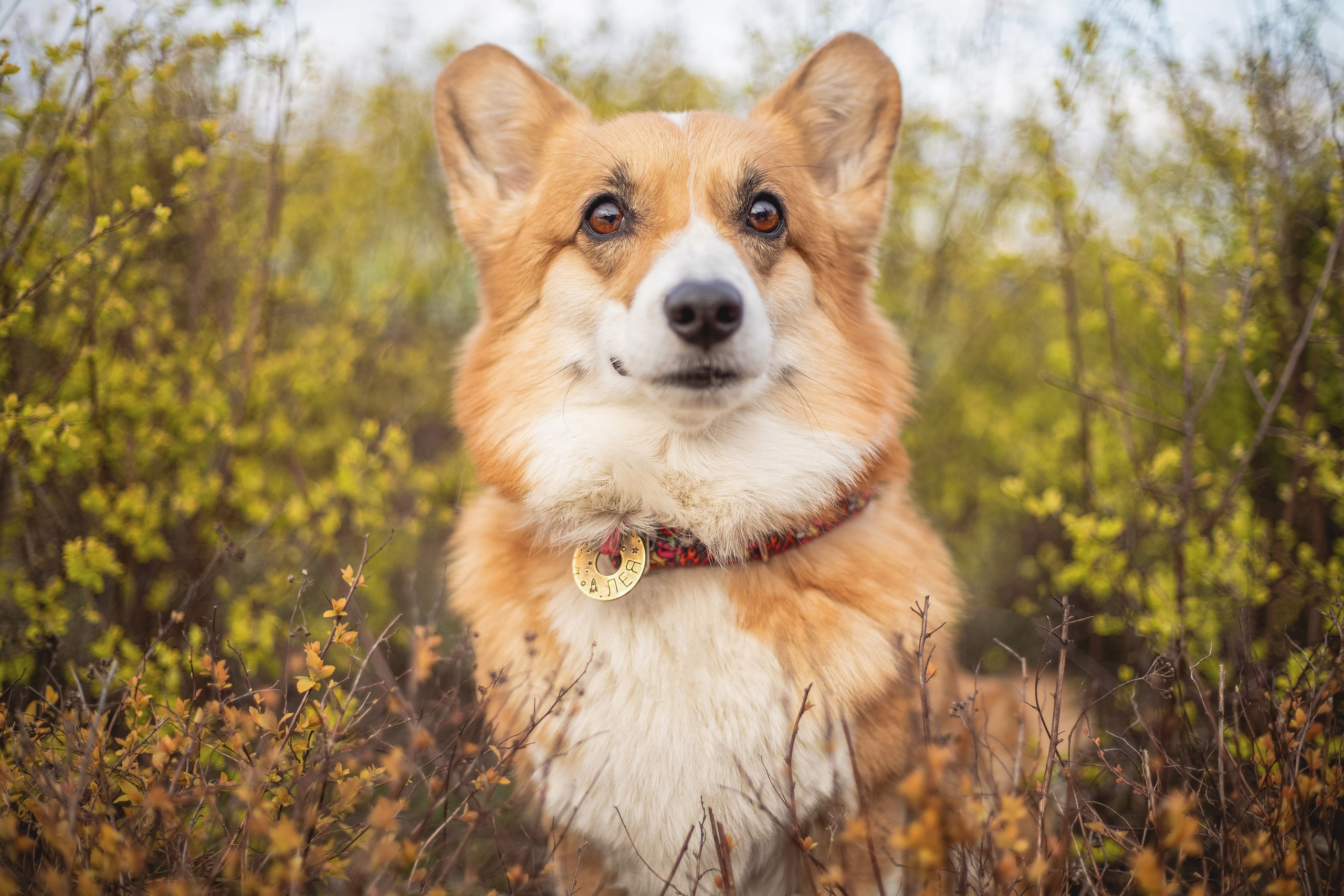 Услуги и цены. Фотограф-анималист Анна Леонтьева — Тула, Москва