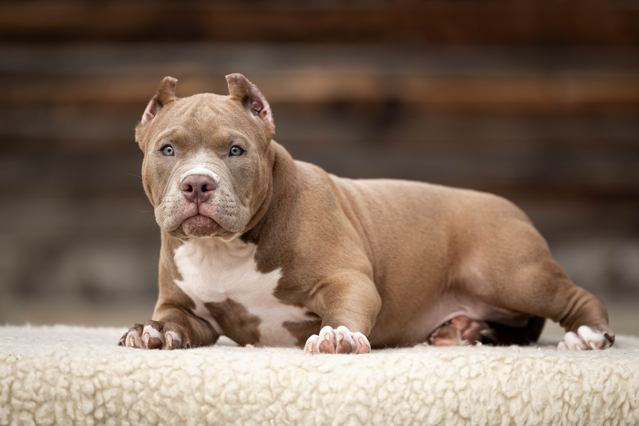И снова булляшики. Фотограф Анималист в Перми Анастасия Остерман