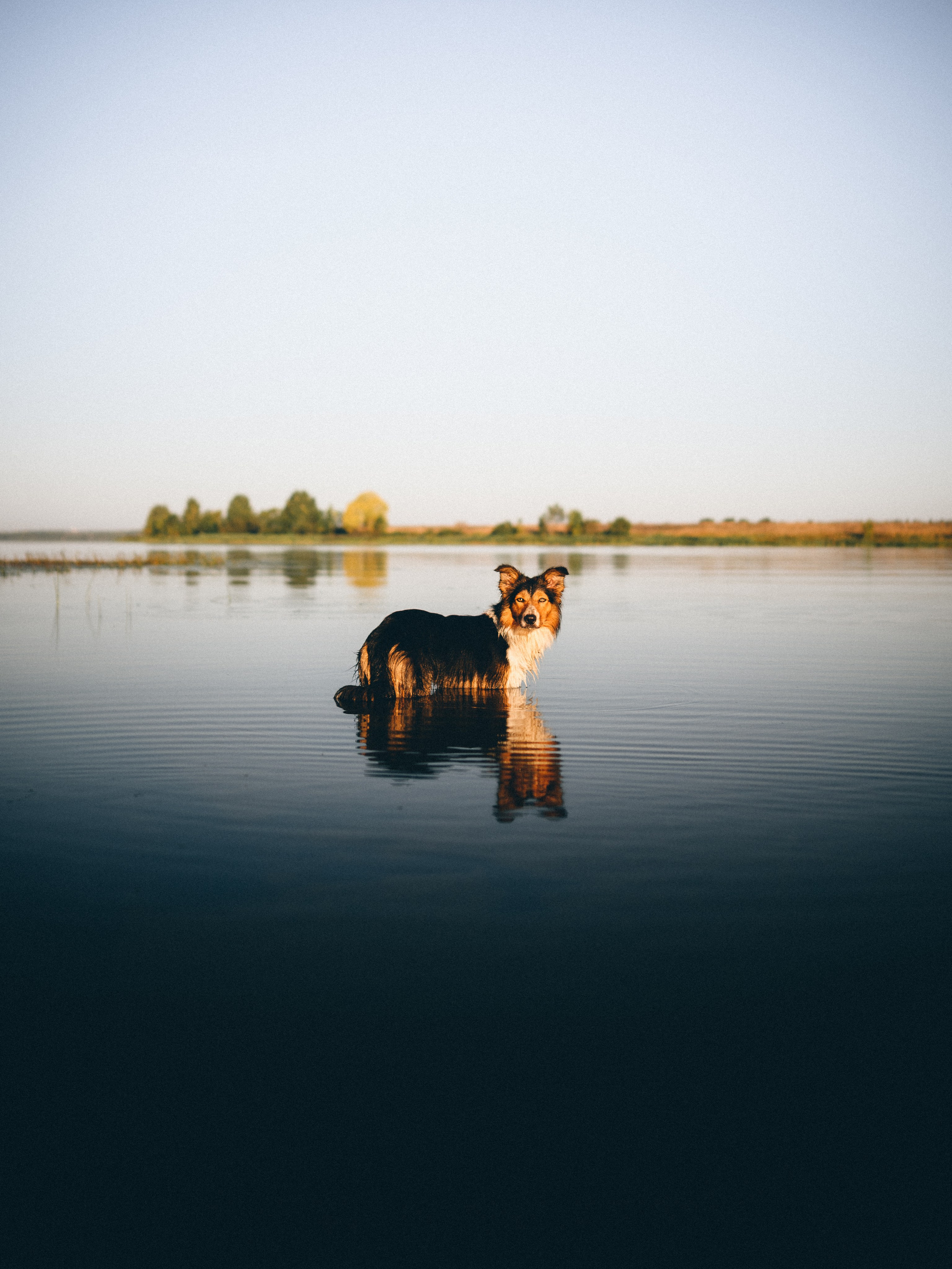 Саша, Флик и Эсприт. Семейный фотограф анималист Ананьева Мария — Москва