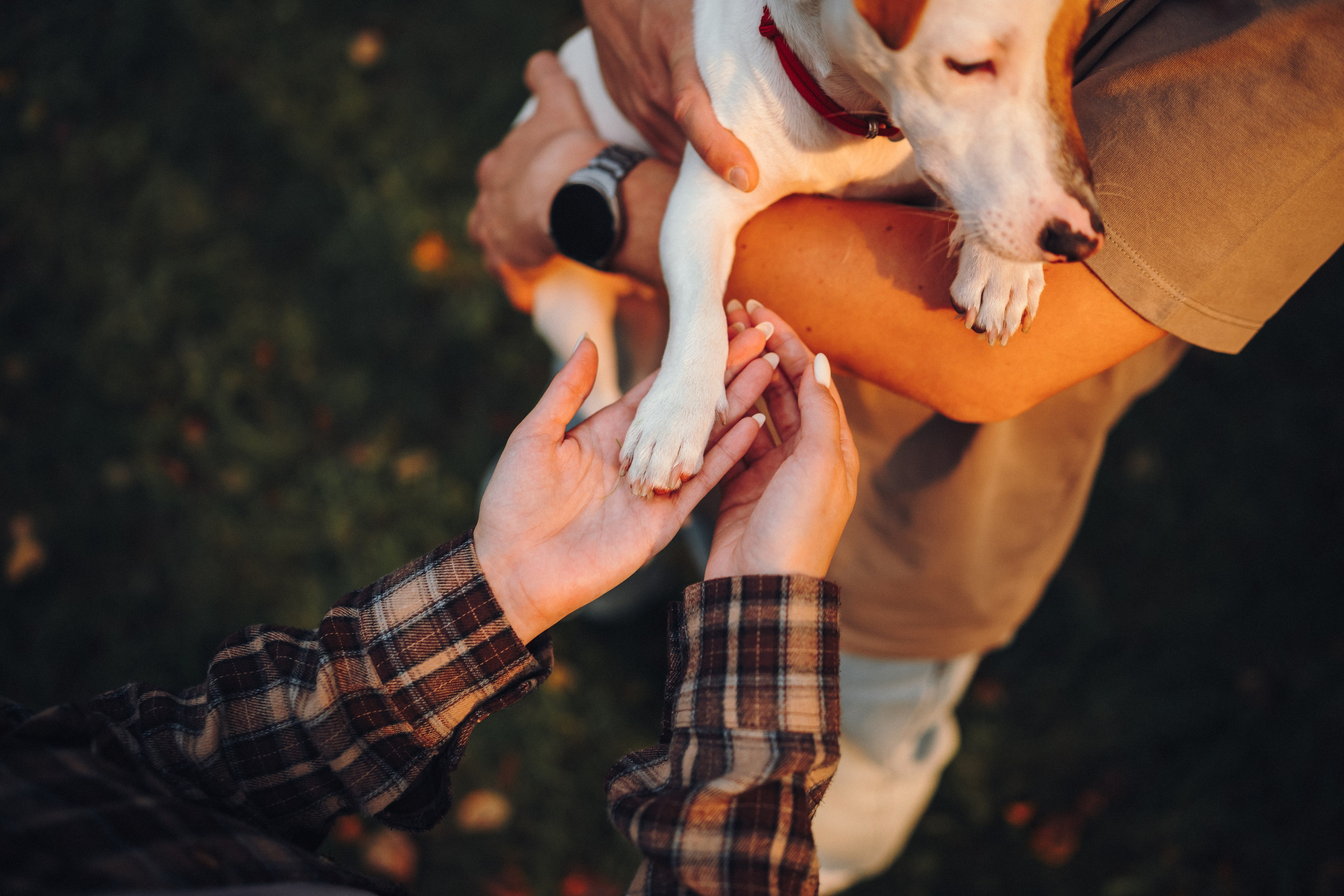 Алена, Илья, Даня и Данте. Семейный фотограф анималист Ананьева Мария — Москва