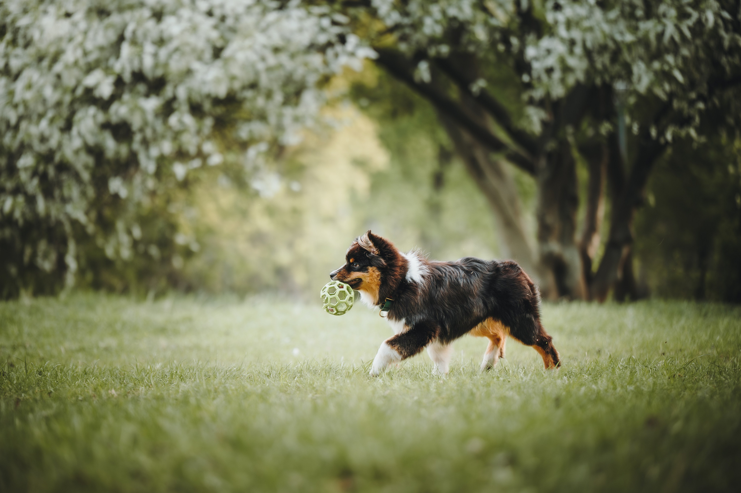 Софья и Сажик. Семейный фотограф анималист Ананьева Мария — Москва