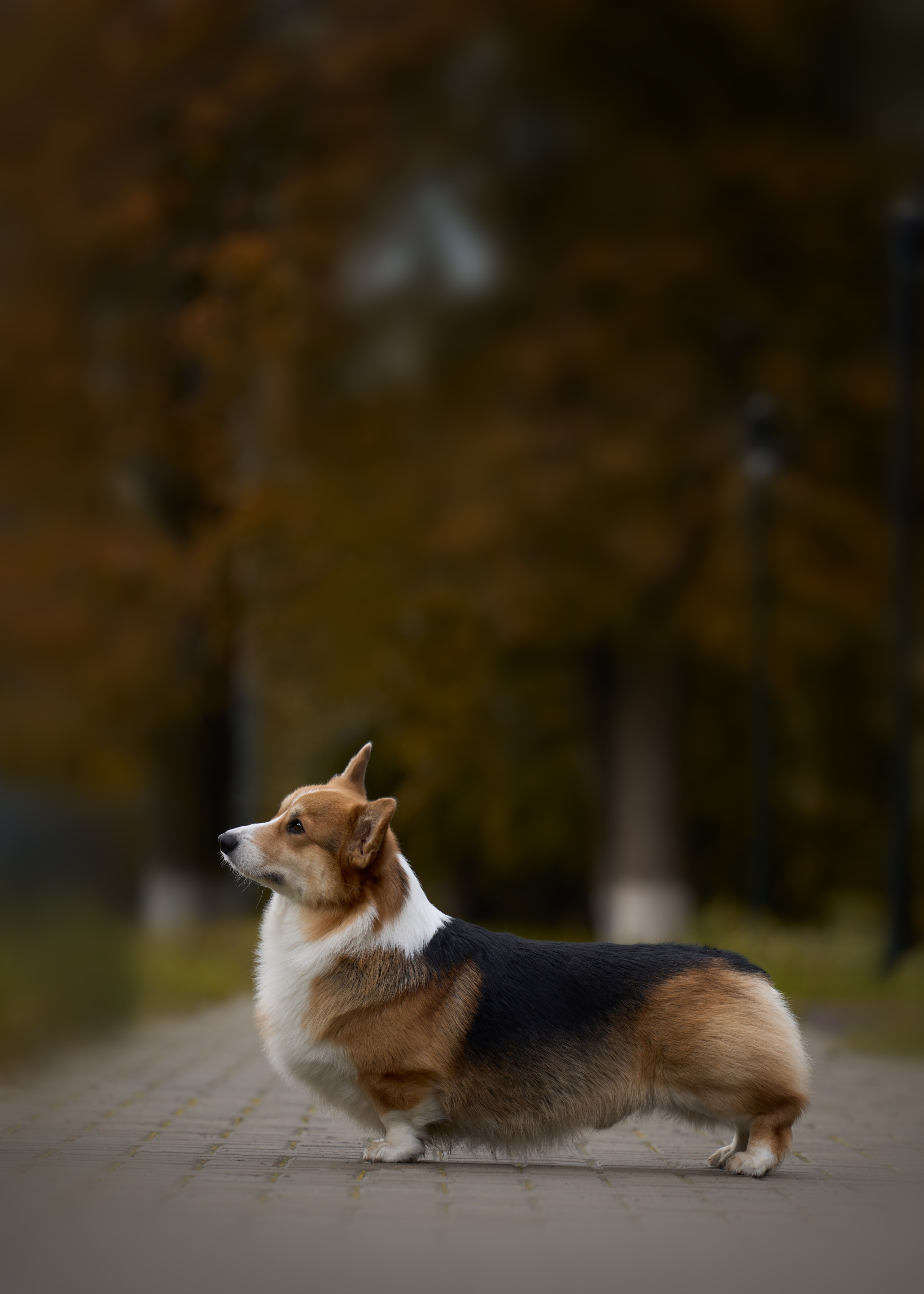 фотосессия собак краснодар выставка собак фотограф анималист сочи корги