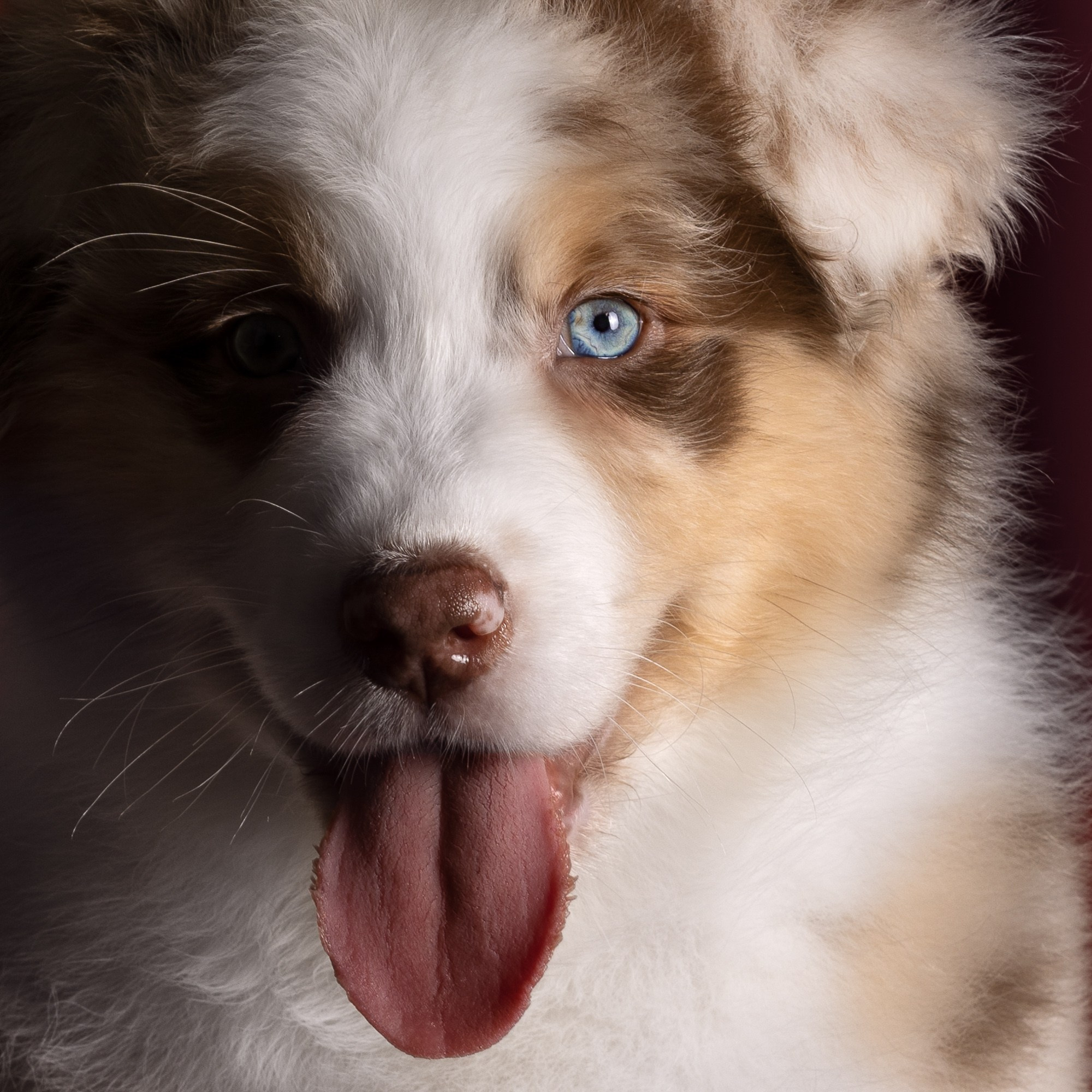 Фотосъёмки щенков. Фотограф-анималист Natalia Deingel | Фотосъемка собак в Москве