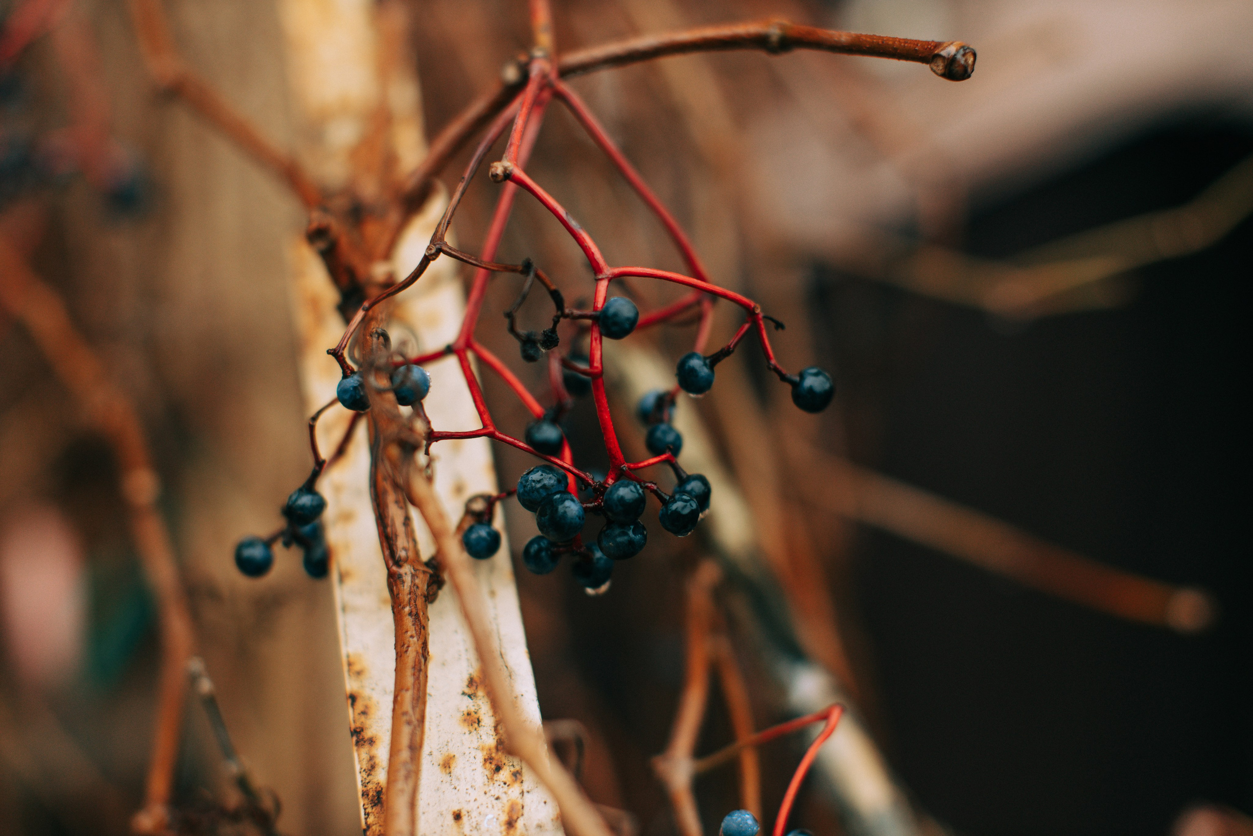 Тула готовится к Новому Году. Свадебный и семейный фотограф в Туле и области Маша Костина