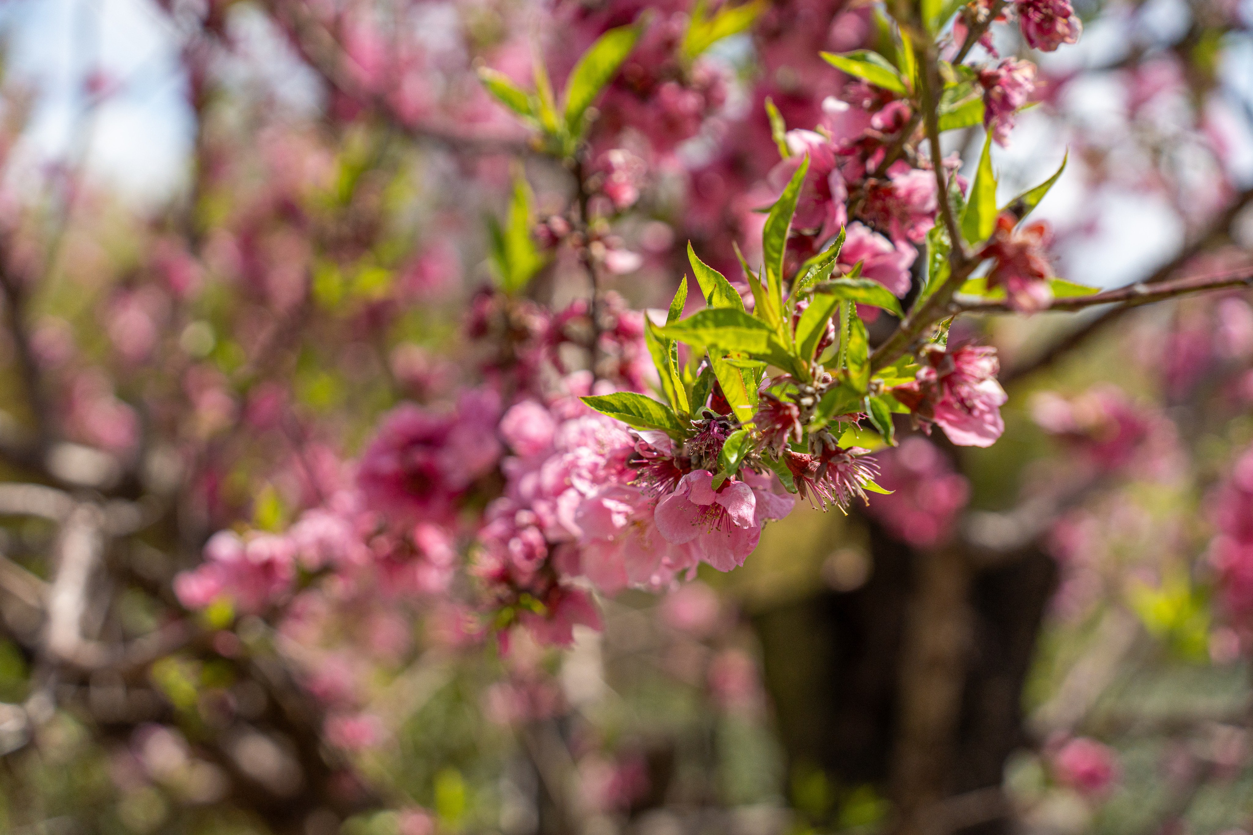 Япония, сакура. Творческие сьемки