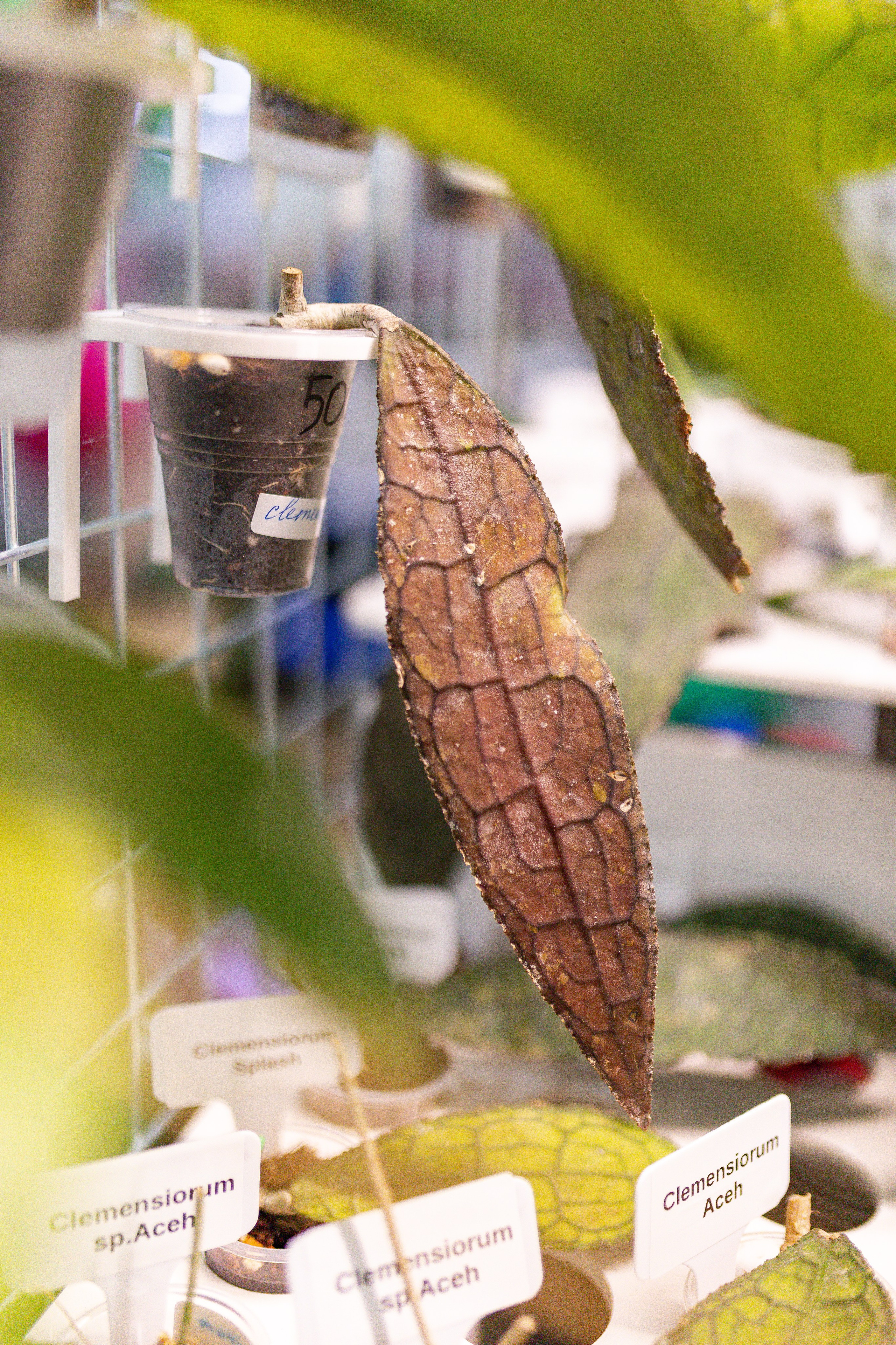 Орхидиум сентябрь 2025. Александра Куликова фотограф, Москва