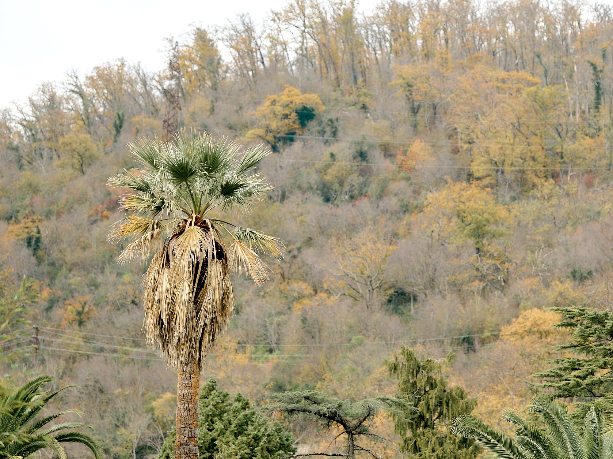 Гагра, Абхазия. Декабрь 2024. Фотографии отовсюду и обо всем