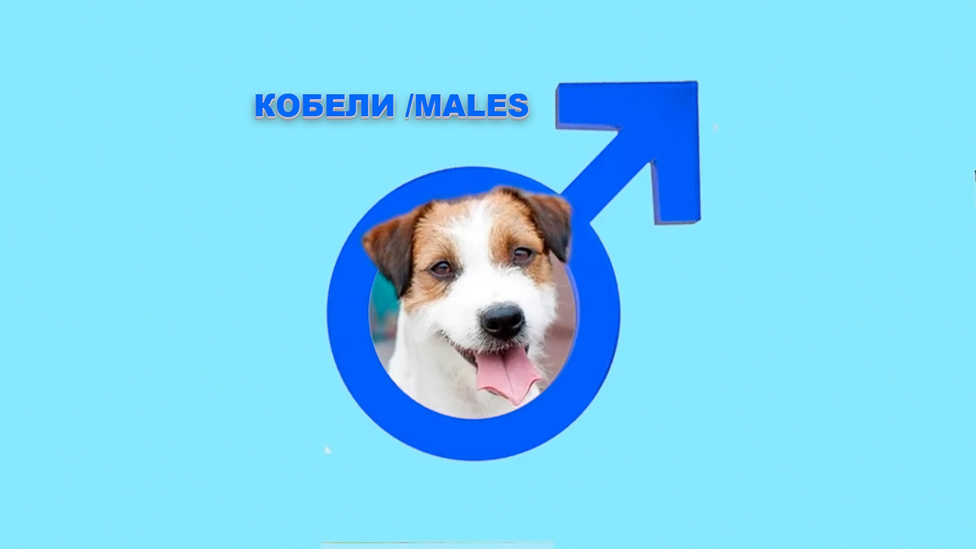 КОБЕЛИ / MALES. Щенки джек рассел терьера, питомник РКФ, питомник джек рассел терьеров, питомник Порт Фортис, kennel PORT FORTIS