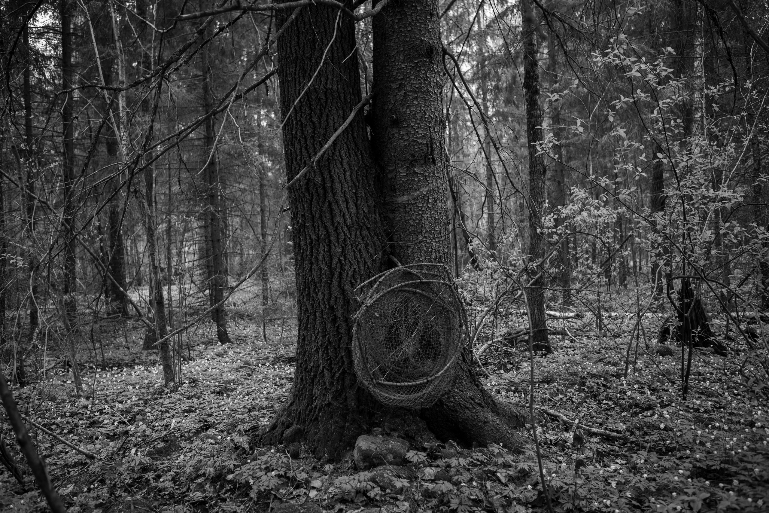 Хранитель лесов. Портретная фотосъёмка, репортажная, контент для вашего бизнеса