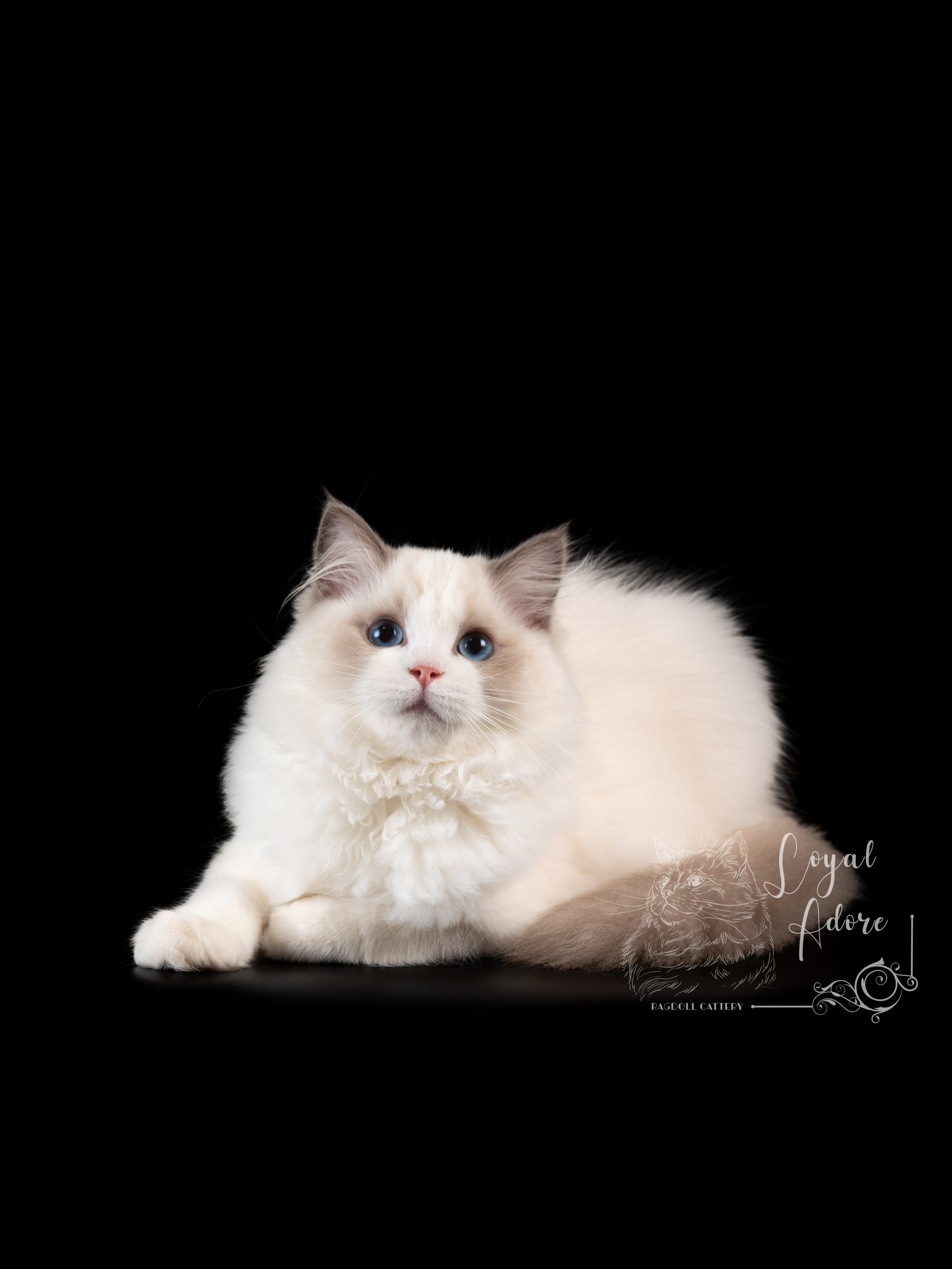 Кошки производители Loyal Adore. Питомник рэгдолл Loyal Adore