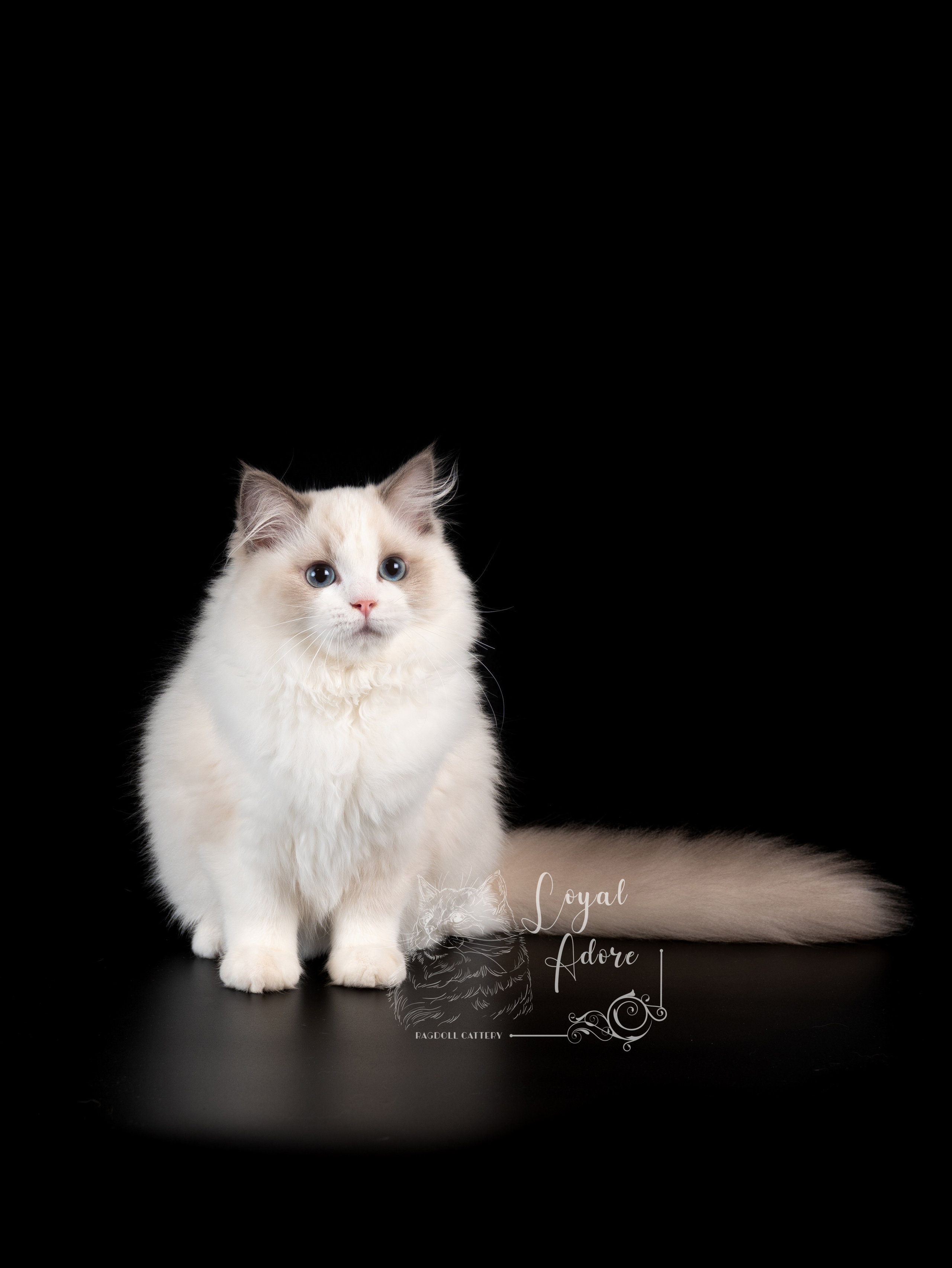 Кошки производители Loyal Adore. Питомник рэгдолл Loyal Adore