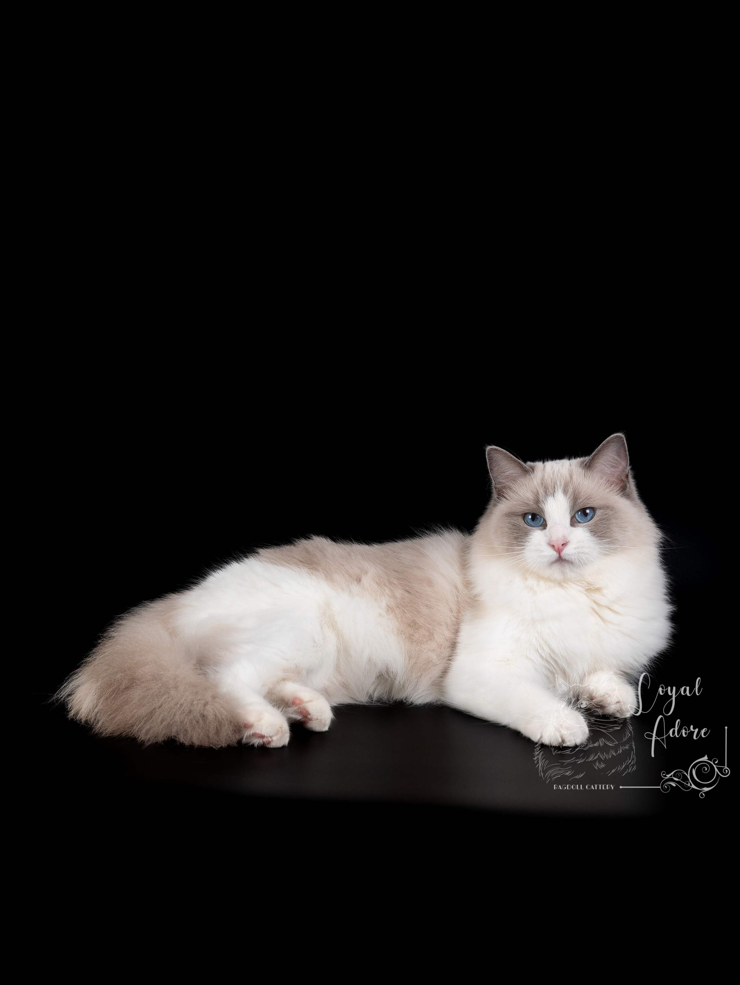 Кошки производители Loyal Adore. Питомник рэгдолл Loyal Adore