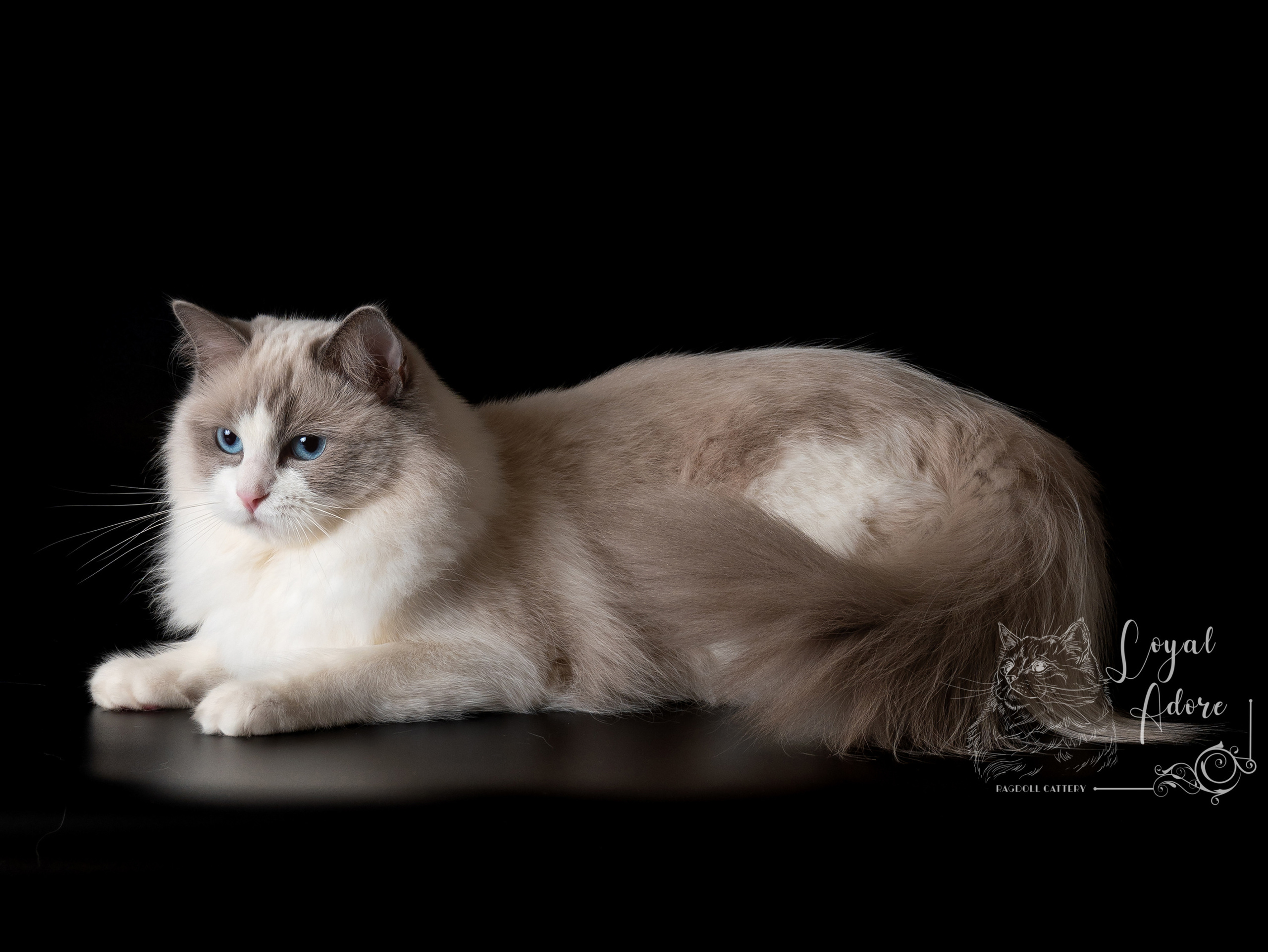 Кошки производители Loyal Adore. Питомник рэгдолл Loyal Adore