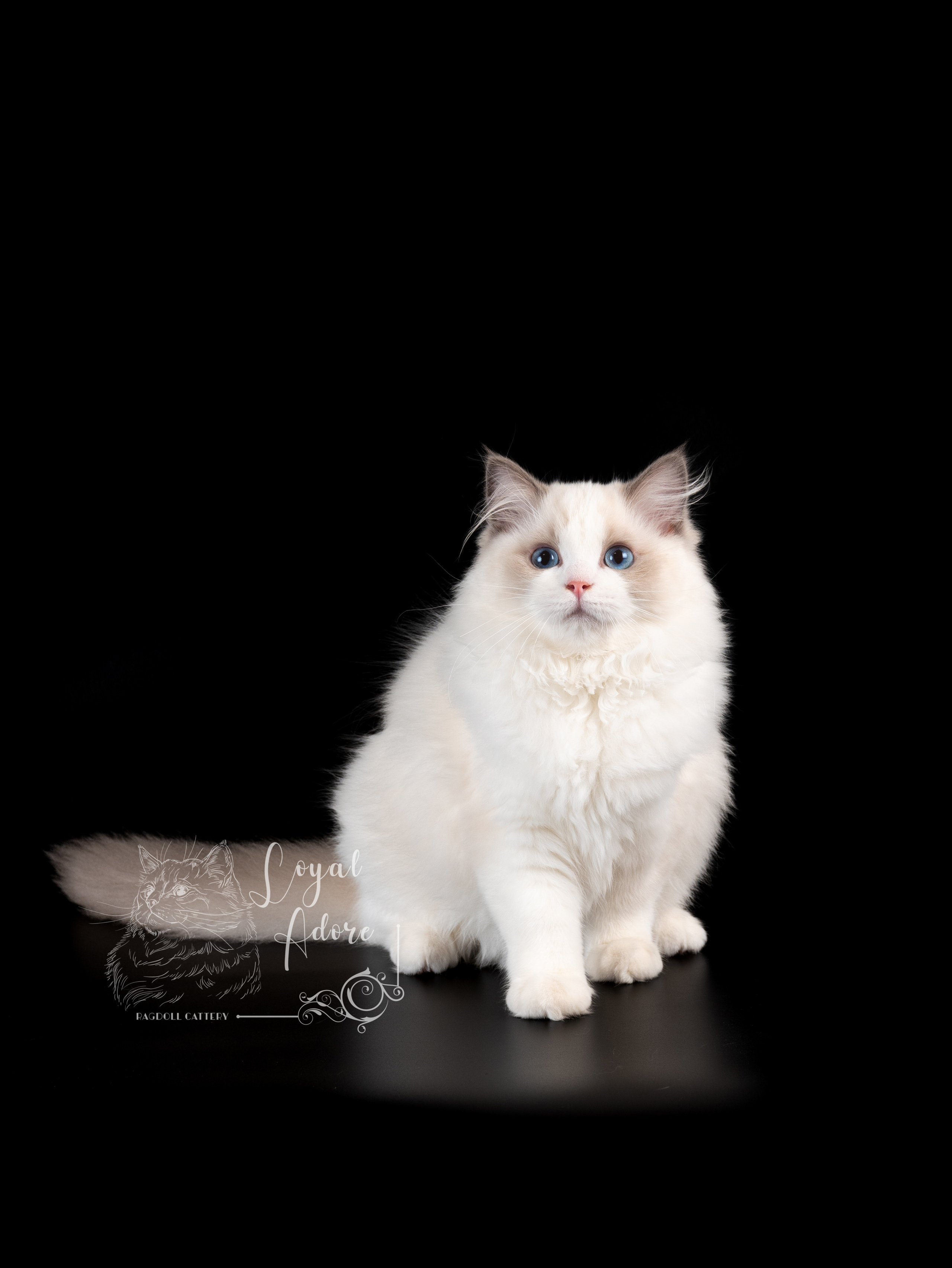 Кошки производители Loyal Adore. Питомник рэгдолл Loyal Adore