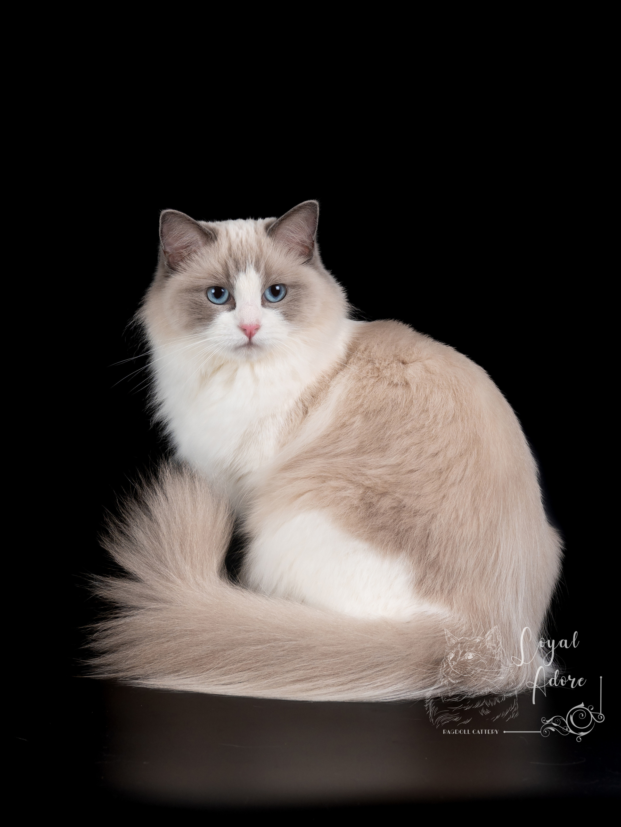 Кошки производители Loyal Adore. Питомник рэгдолл Loyal Adore