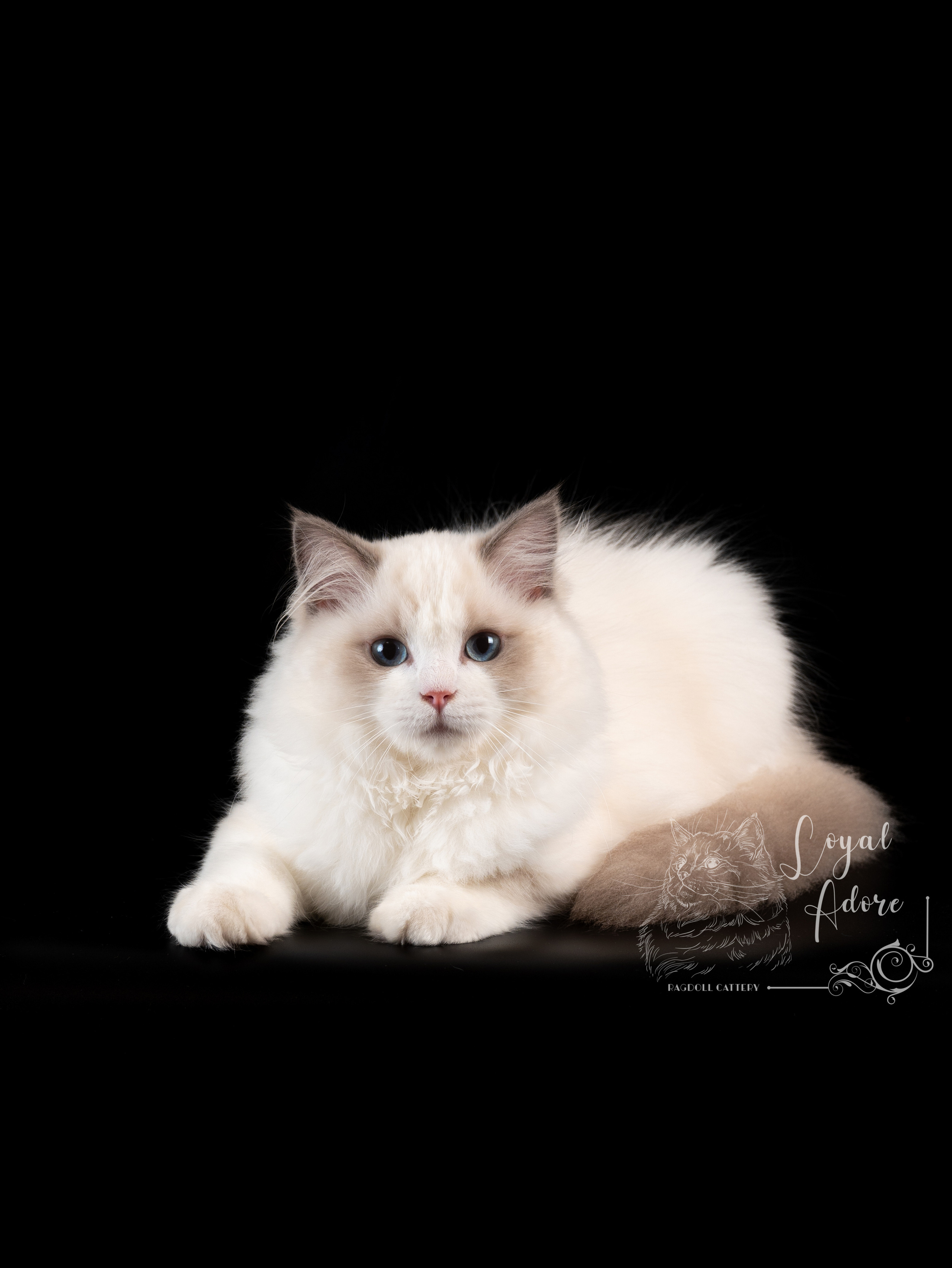 Кошки производители Loyal Adore. Питомник рэгдолл Loyal Adore