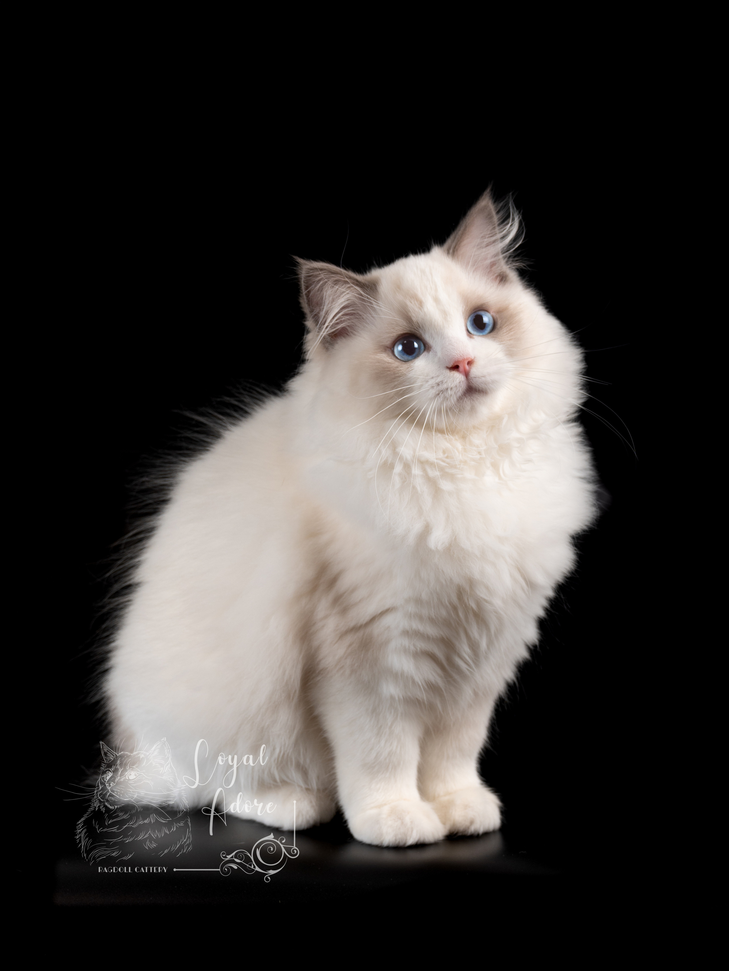 Кошки производители Loyal Adore. Питомник рэгдолл Loyal Adore