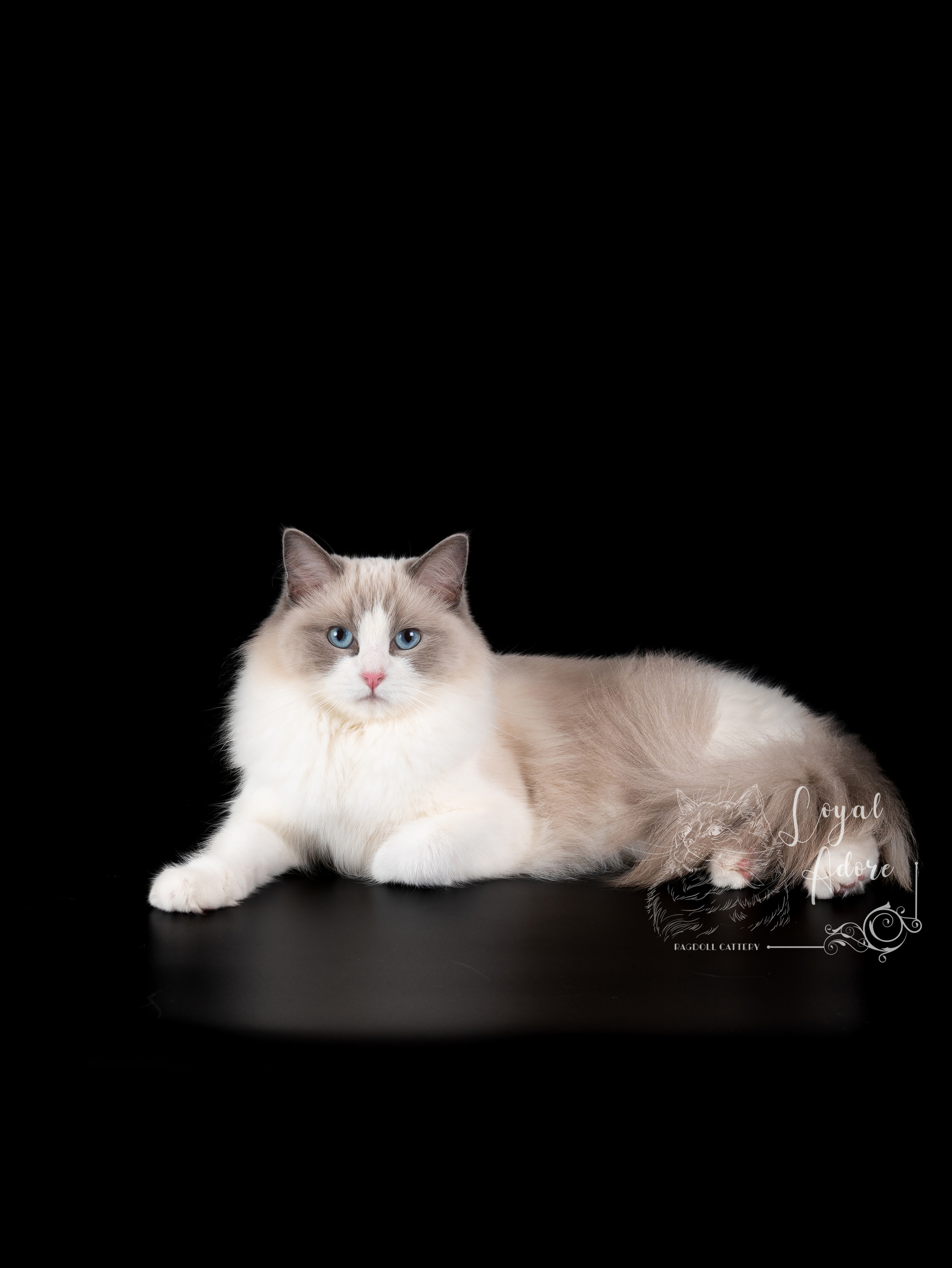 Кошки производители Loyal Adore. Питомник рэгдолл Loyal Adore