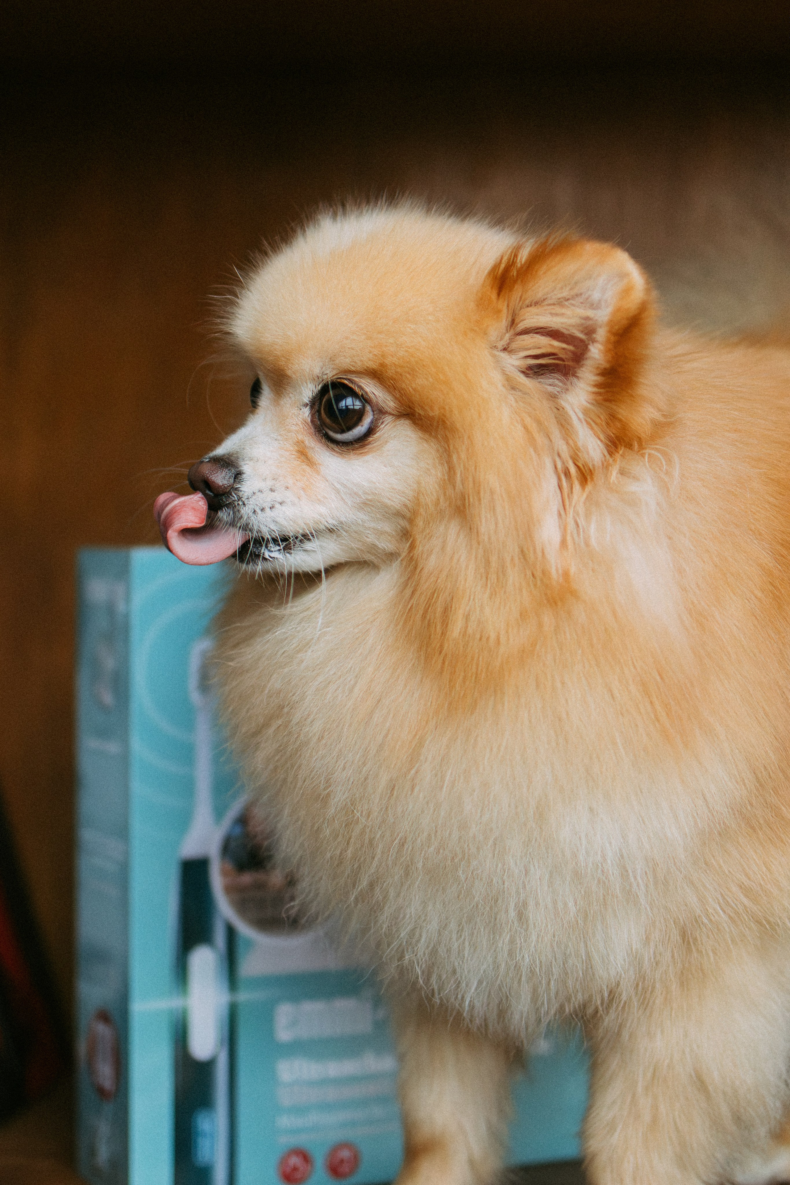 Orozyme&Emmiepet. Фотораф — анималист Мария Шистка