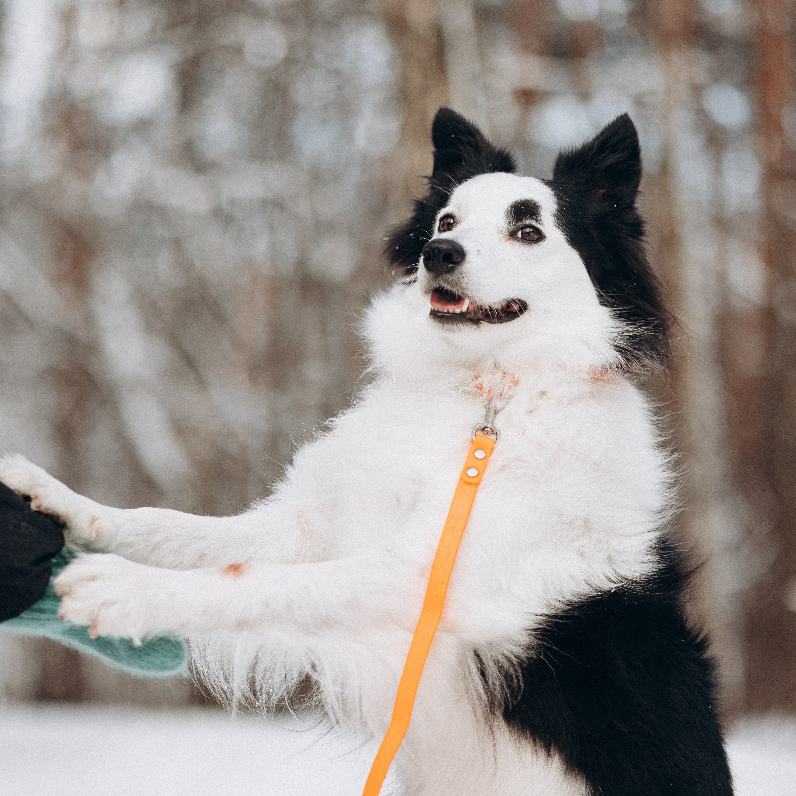 Амуниция «Бобик» 2. Фотораф — анималист Мария Шистка