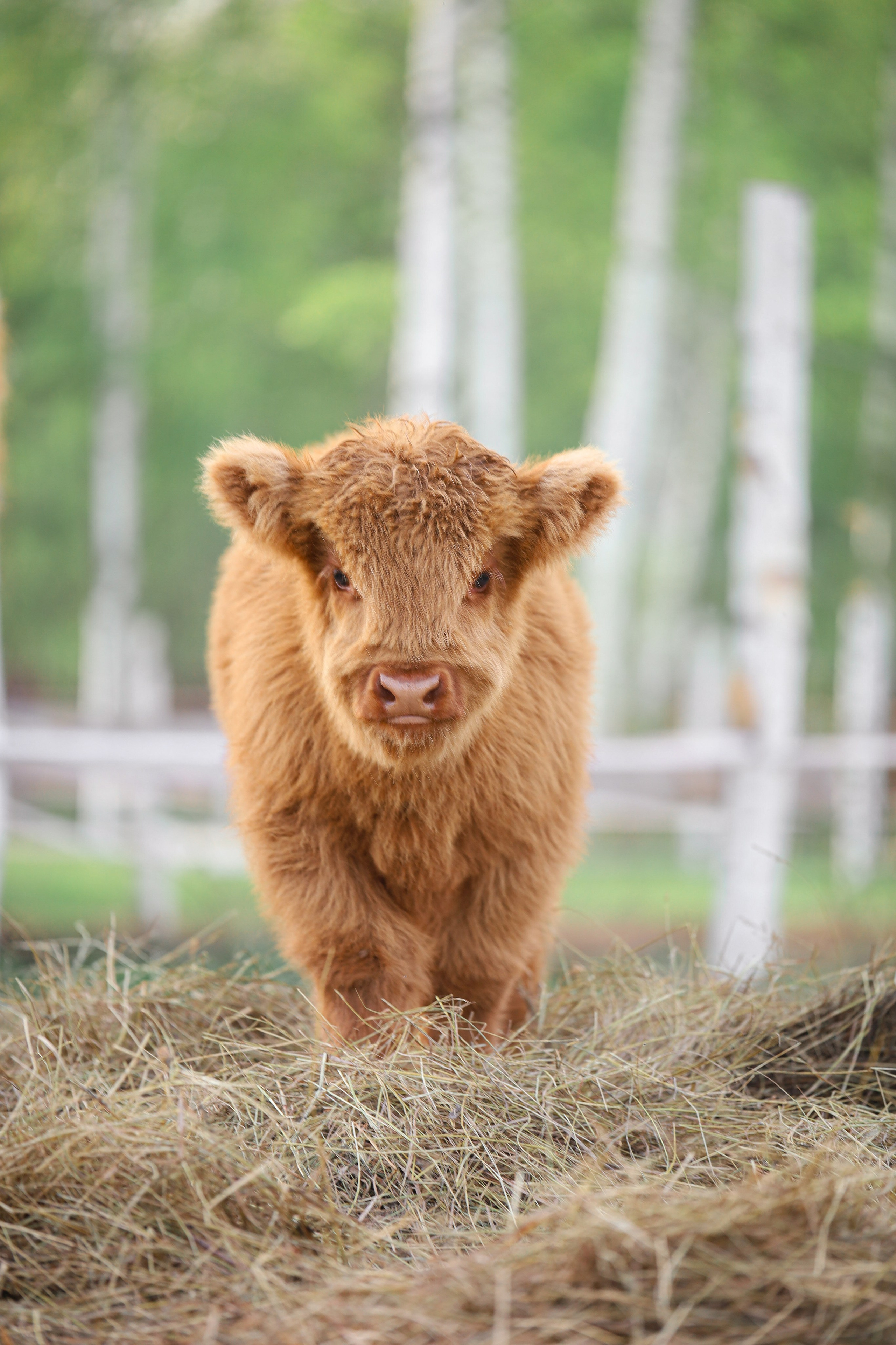 Животные. Фотограф в Москве Бастракова Юлия